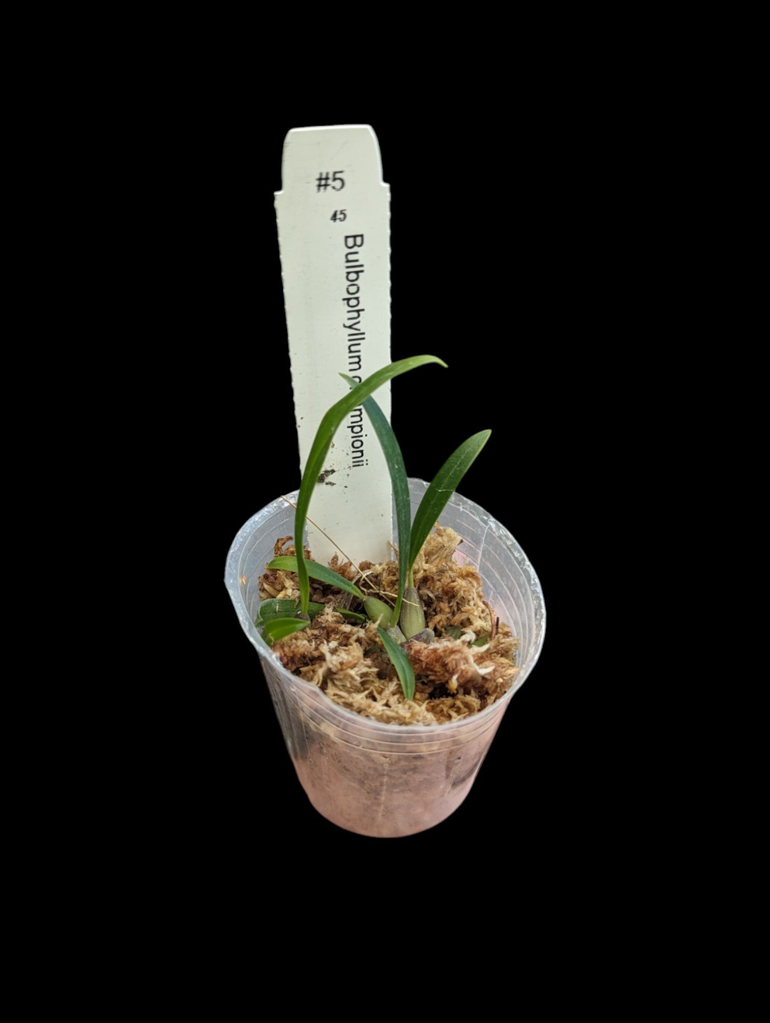 Bulbophyllum championii