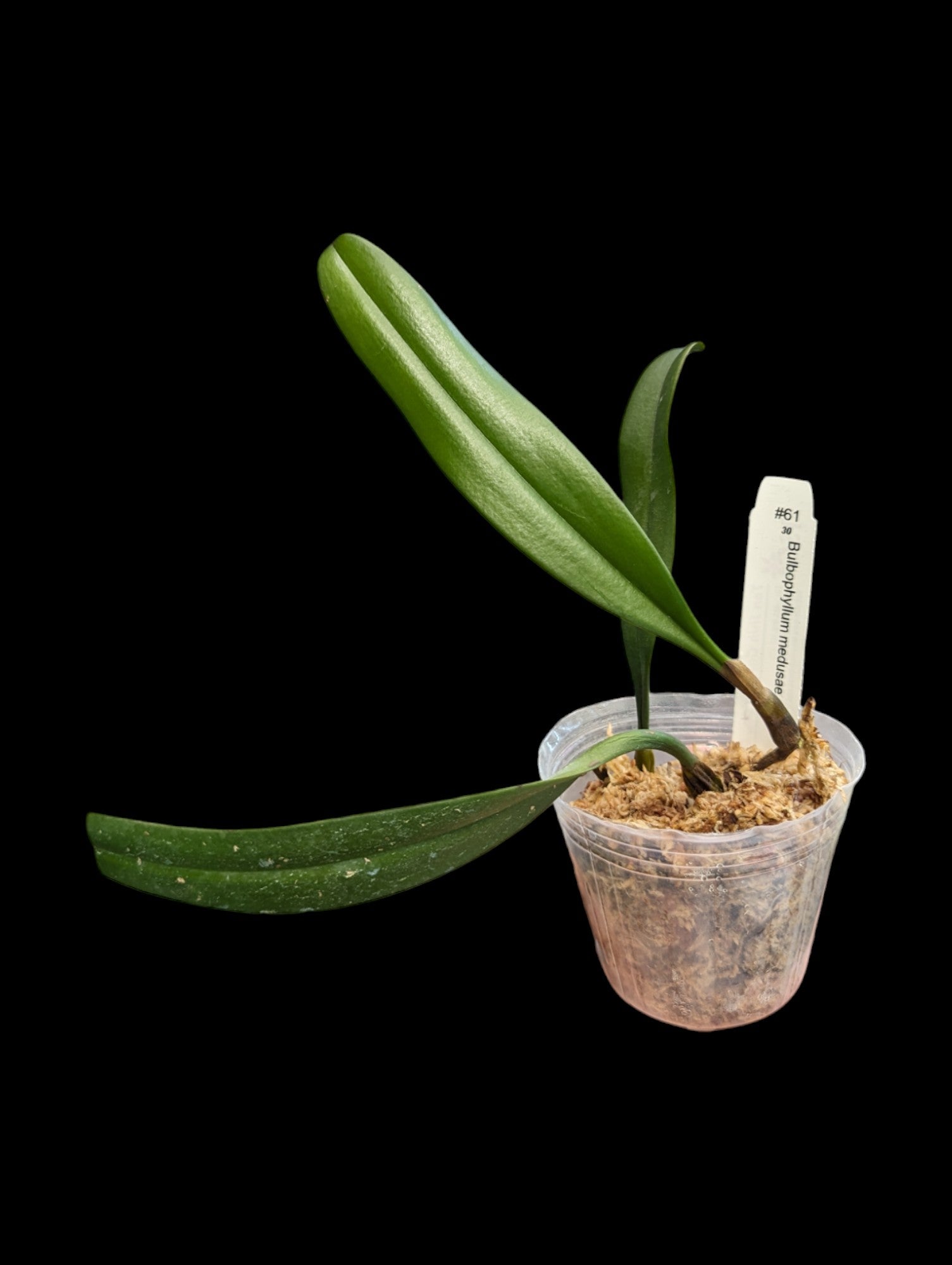 Bulbophyllum medusae