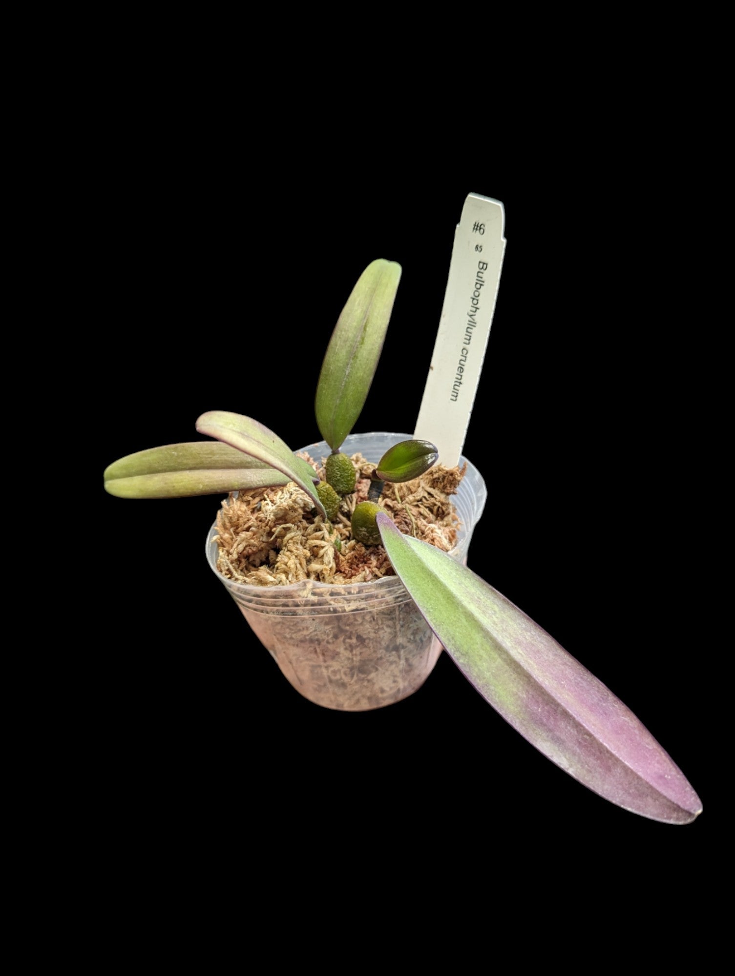 Bulbophyllum cruentum