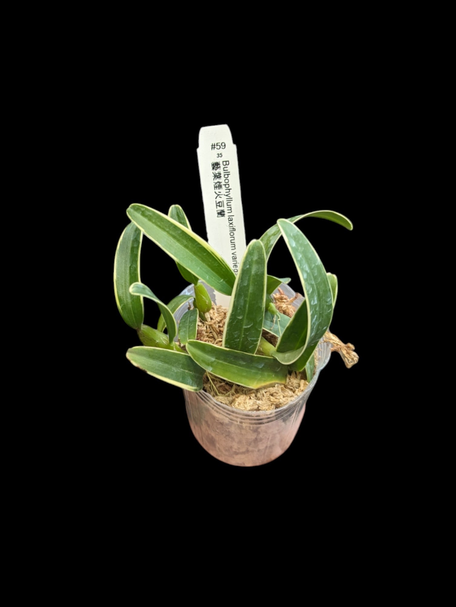 Bulbophyllum laxiflorum