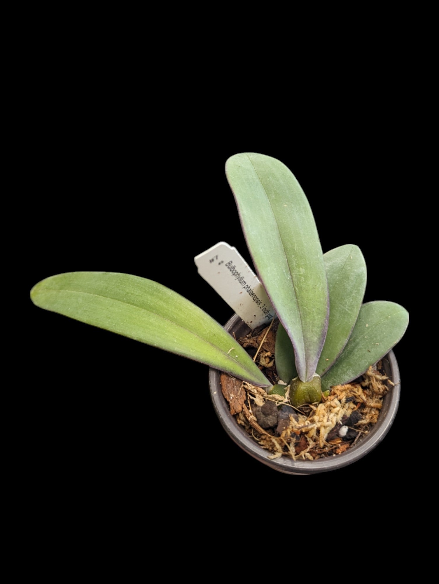 Bulbophyllum phalaenopsis