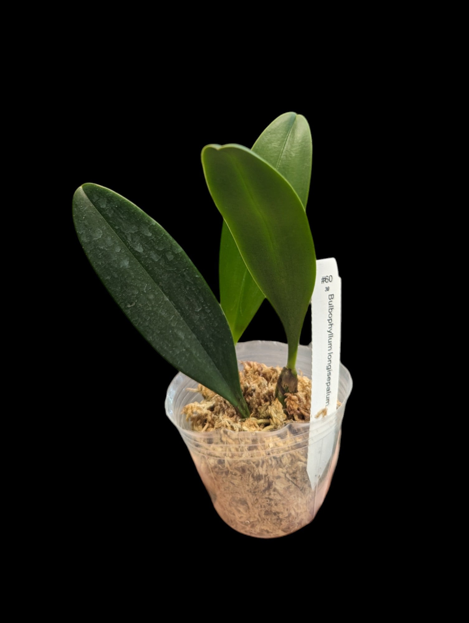 Bulbophyllum longisepalum