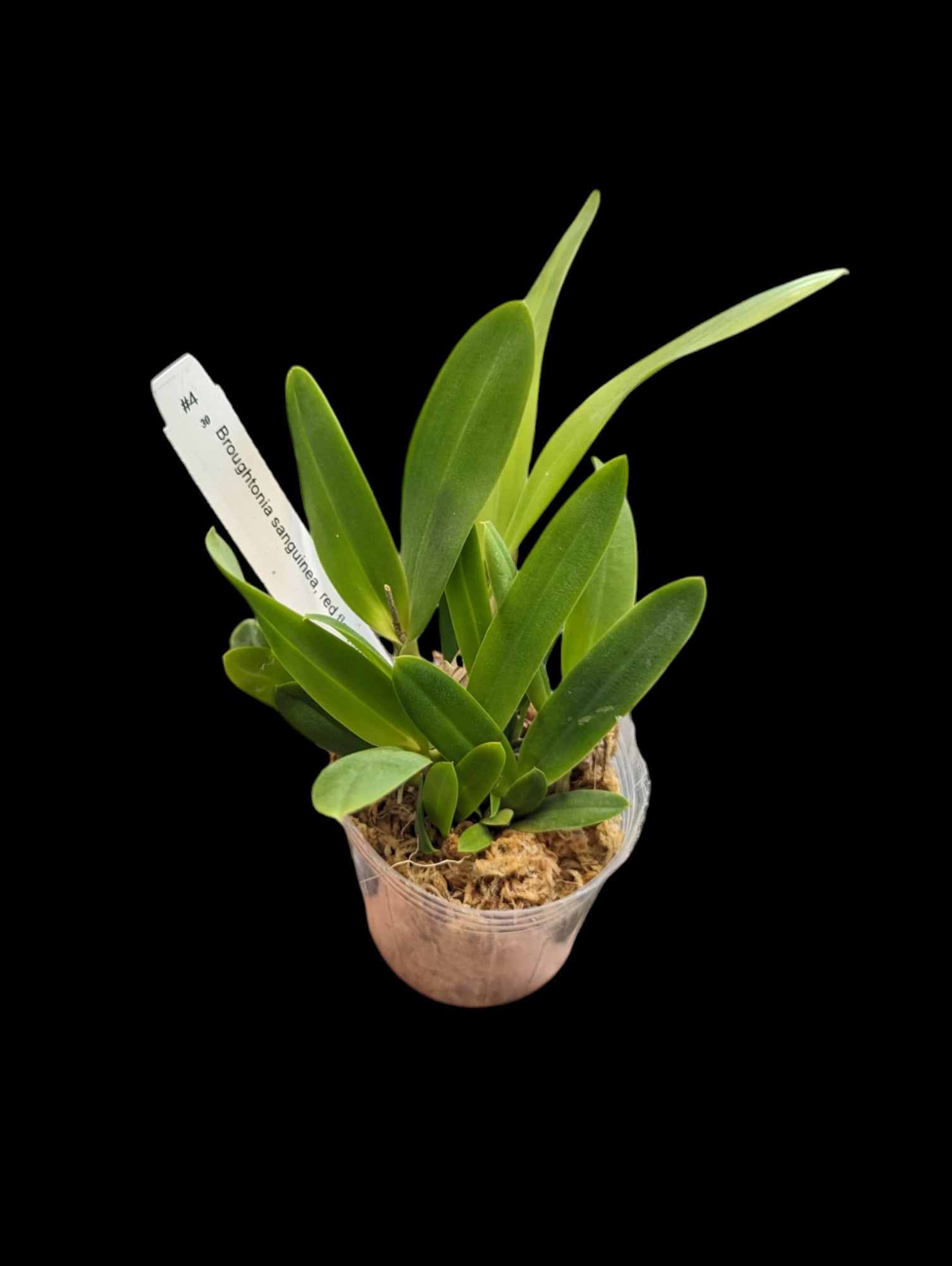 Broughtonia sanguinea, red flowers