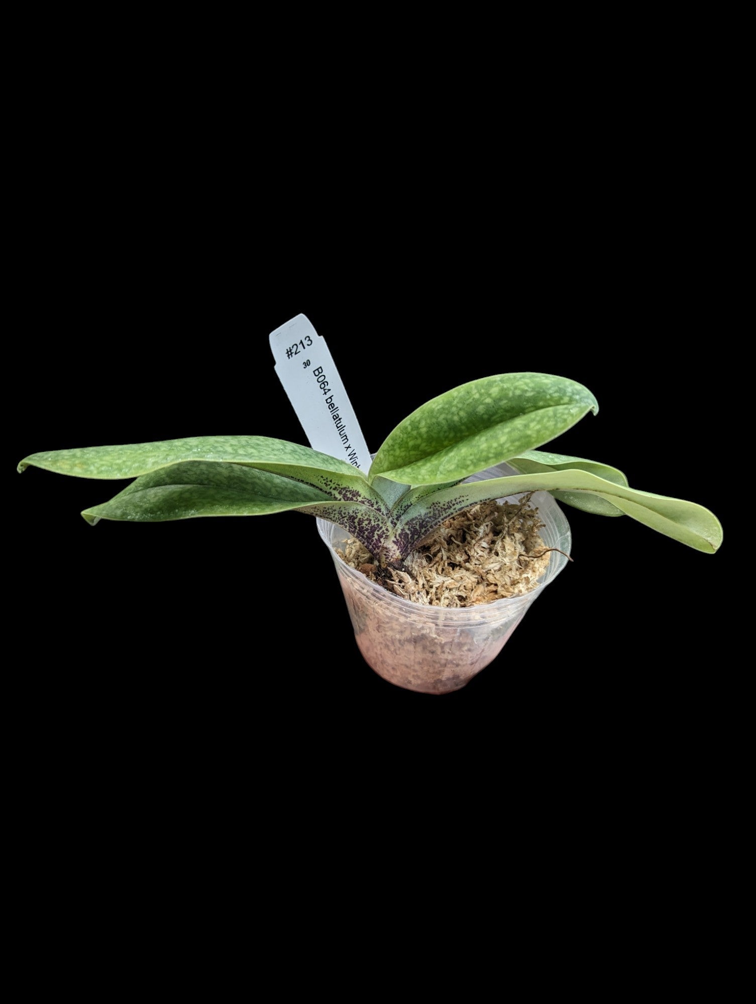 Paphiopedilum B064 bellatulum x Winbell