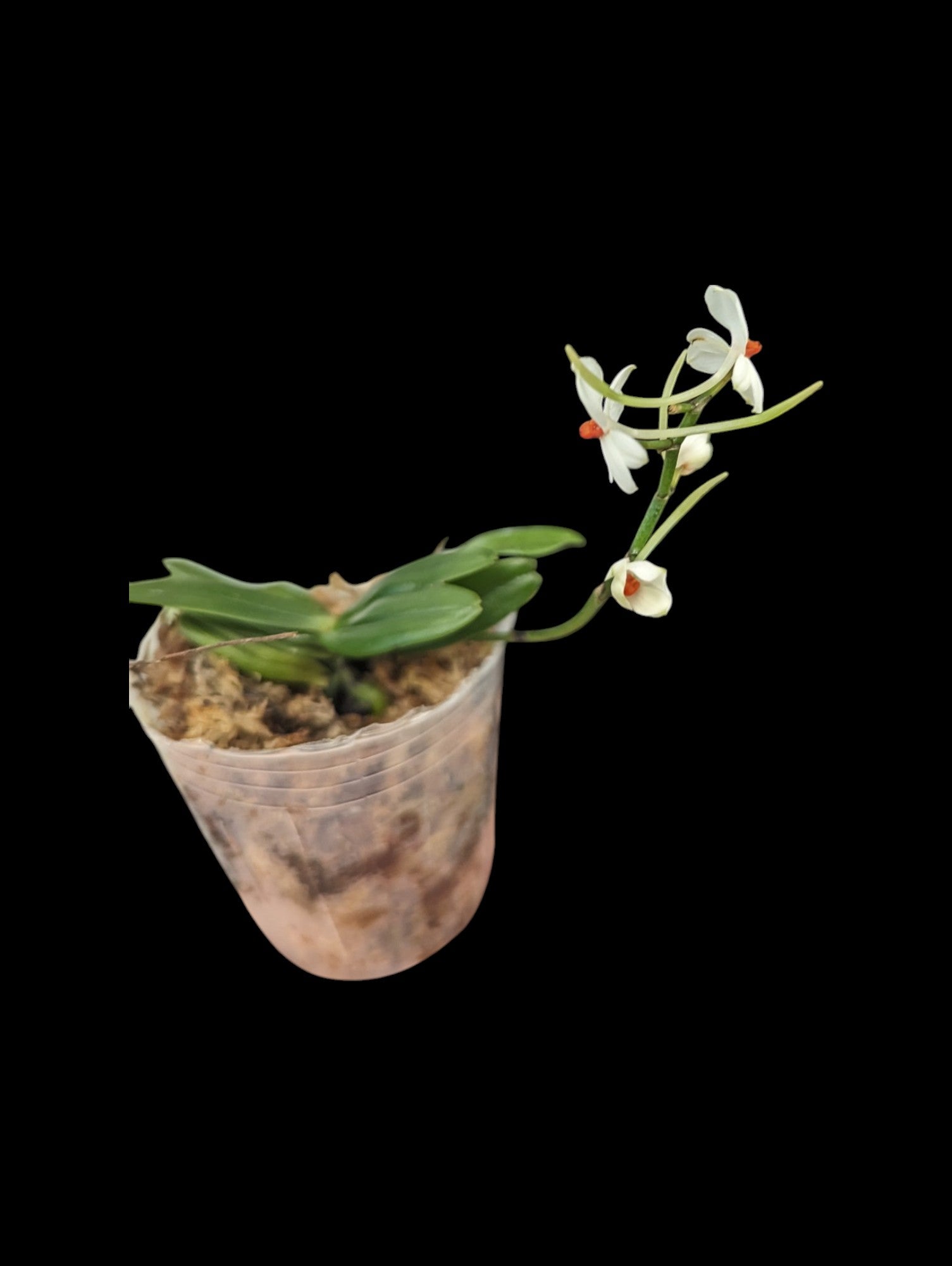 Aerangis luteoalba contre rhodosticta