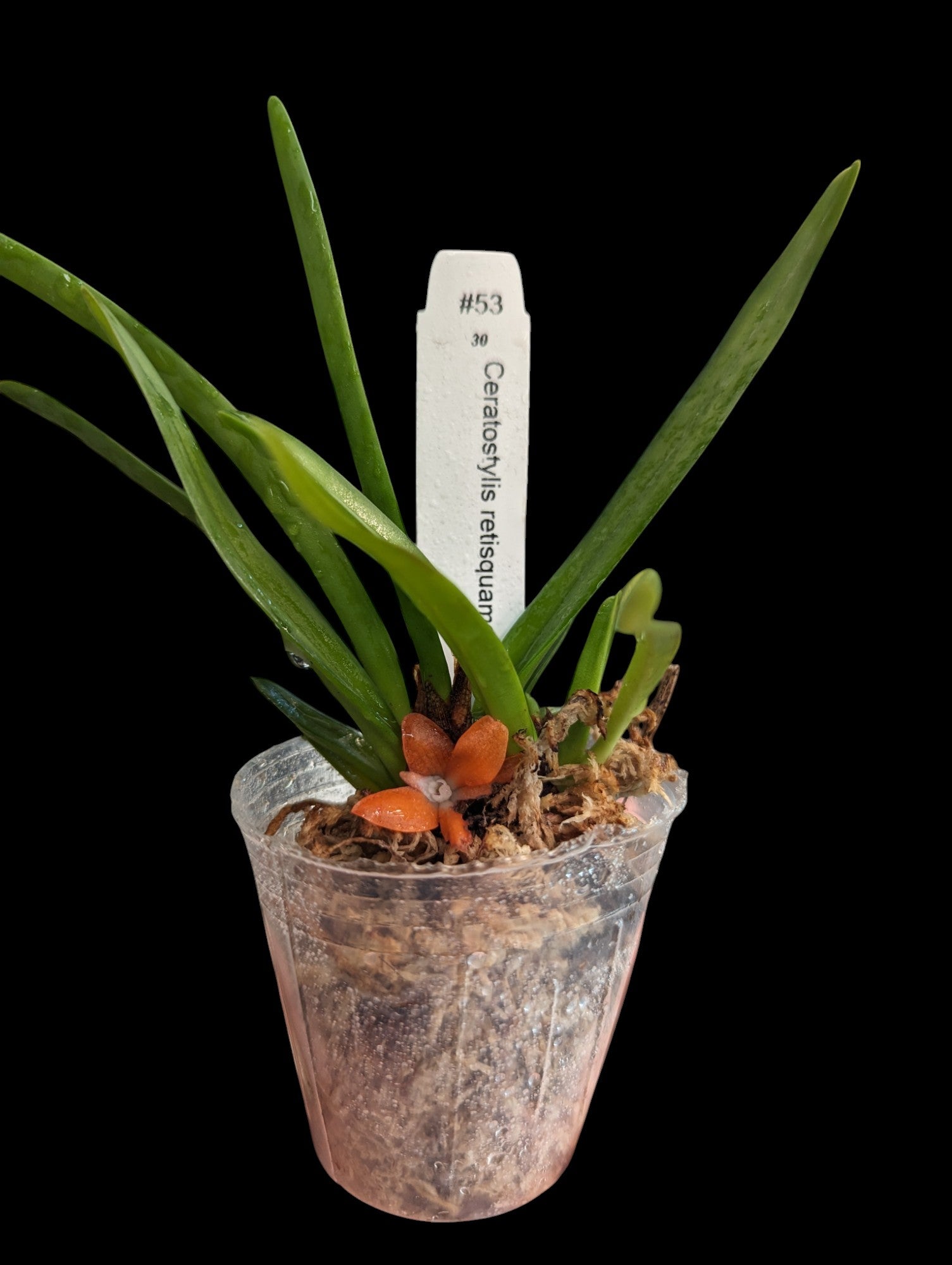 Ceratostylis retisquama