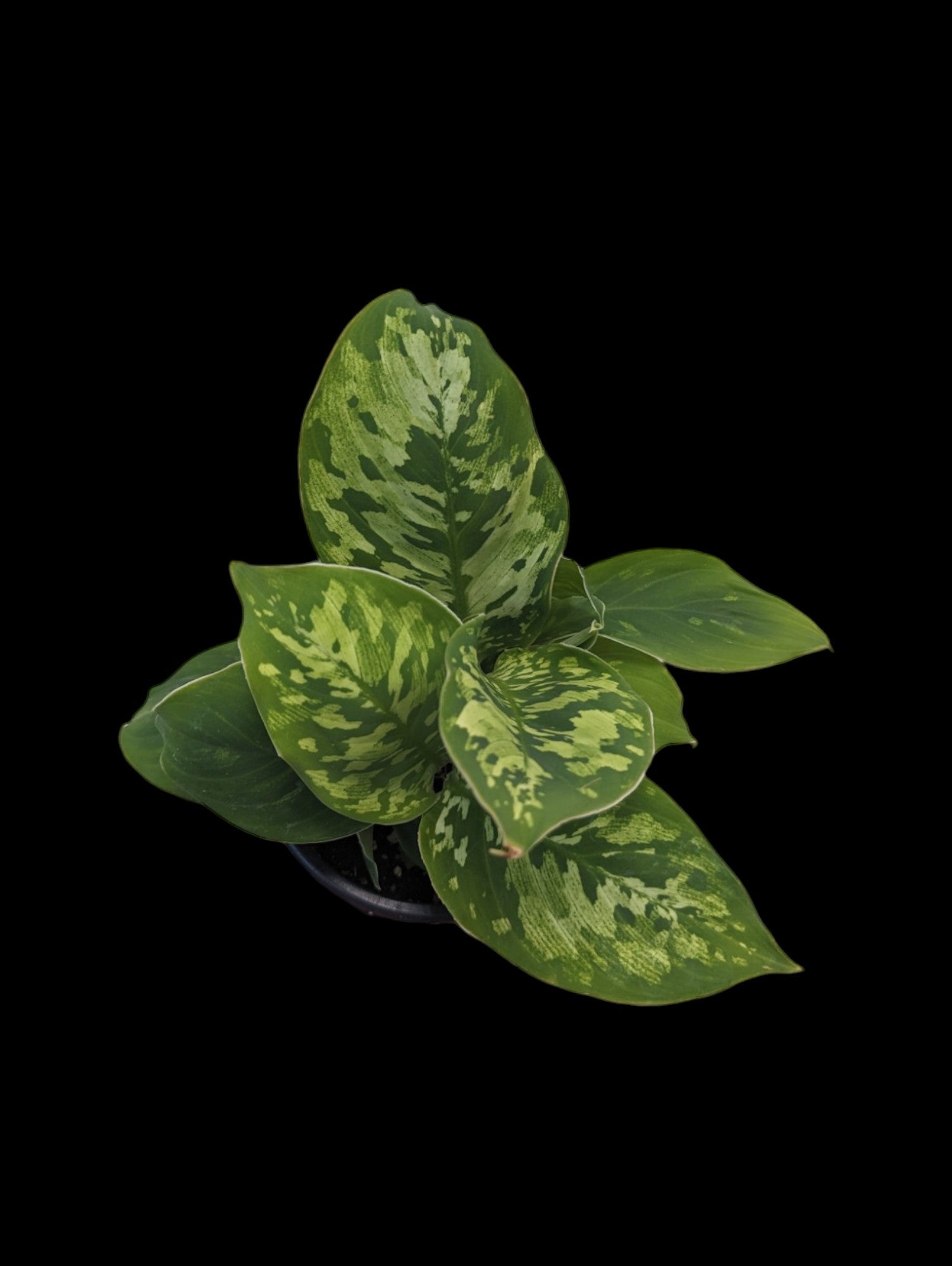 Homalomena 'Camouflage'