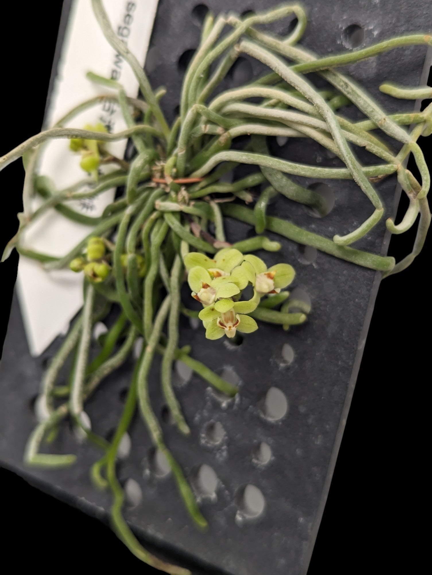 Chiloschista segawai