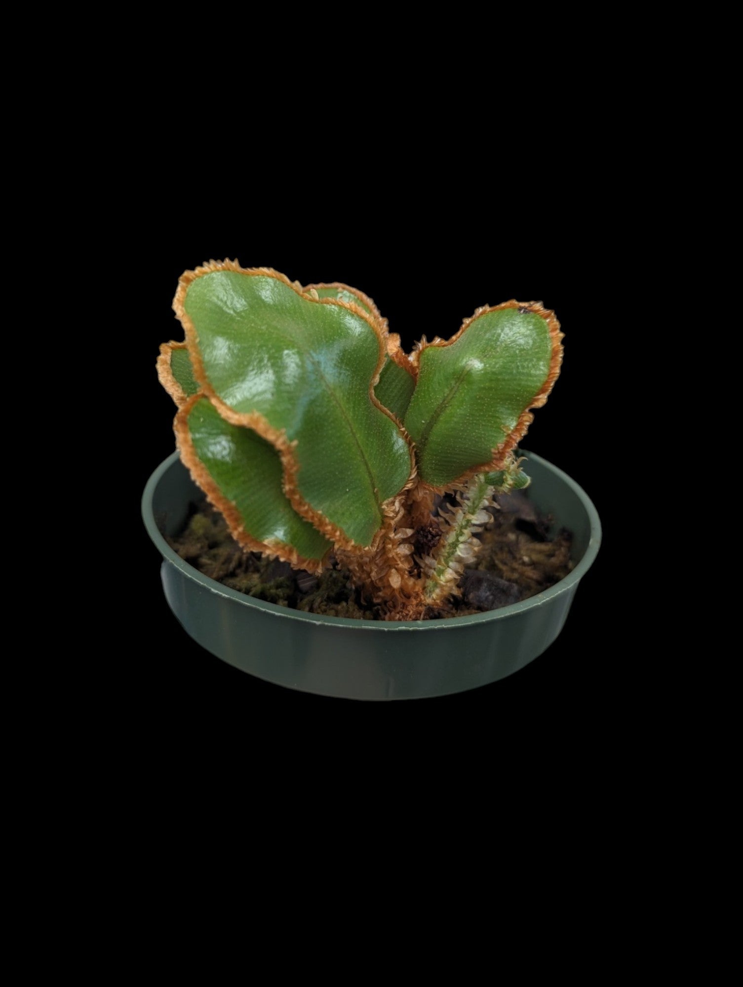 Elaphoglossum decoratum