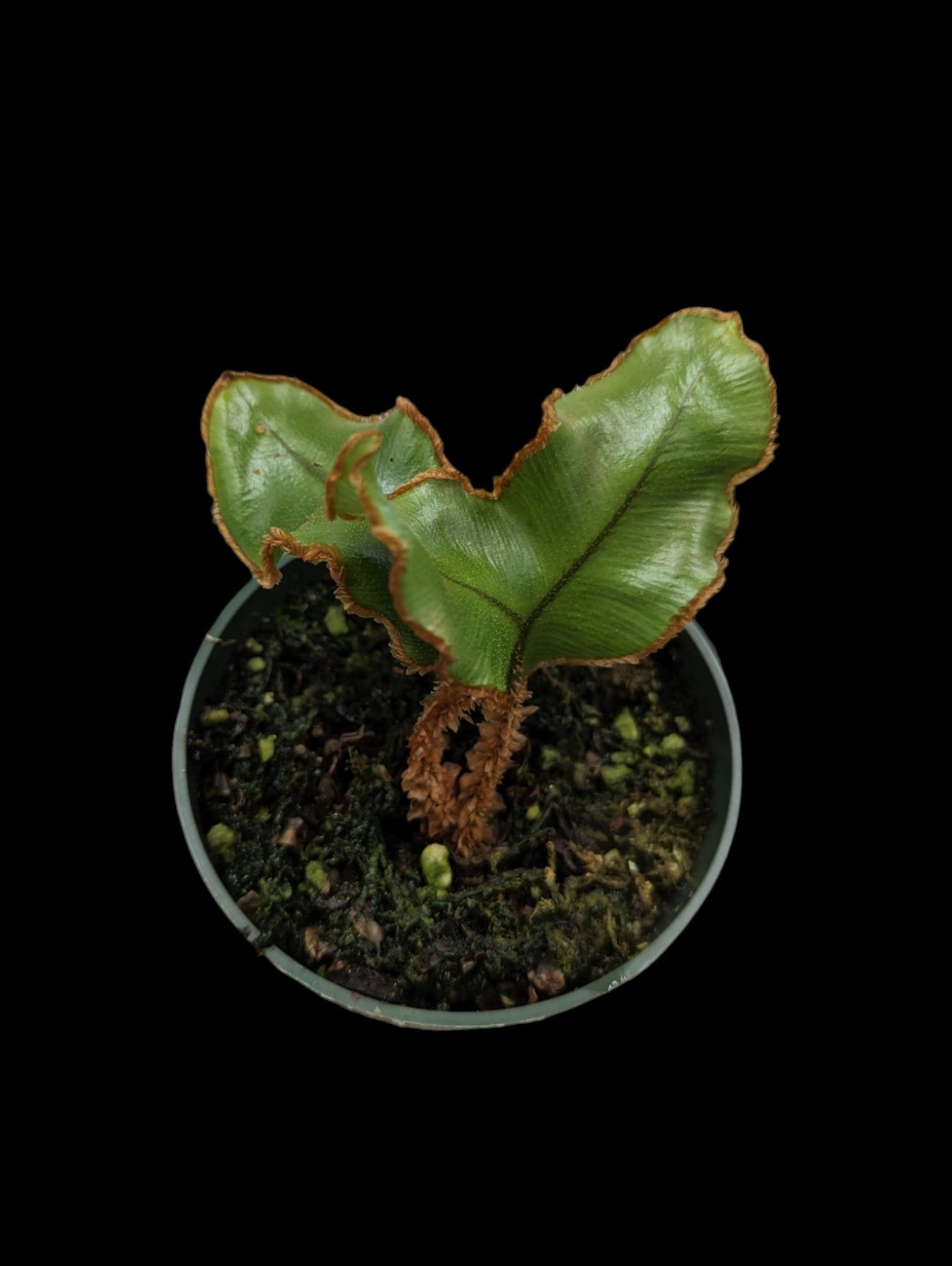 Elaphoglossum decoratum