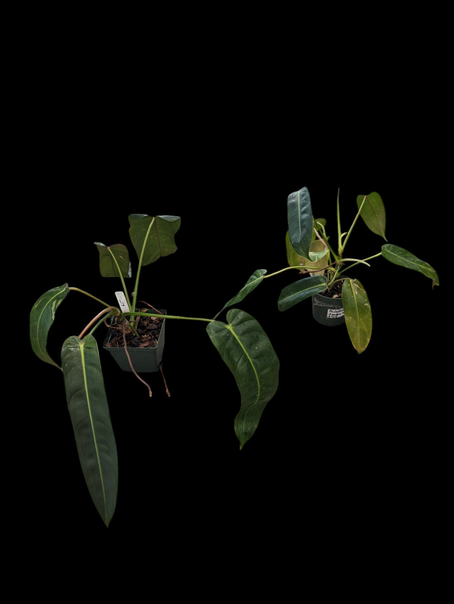 Philodendron Amazon Spirit