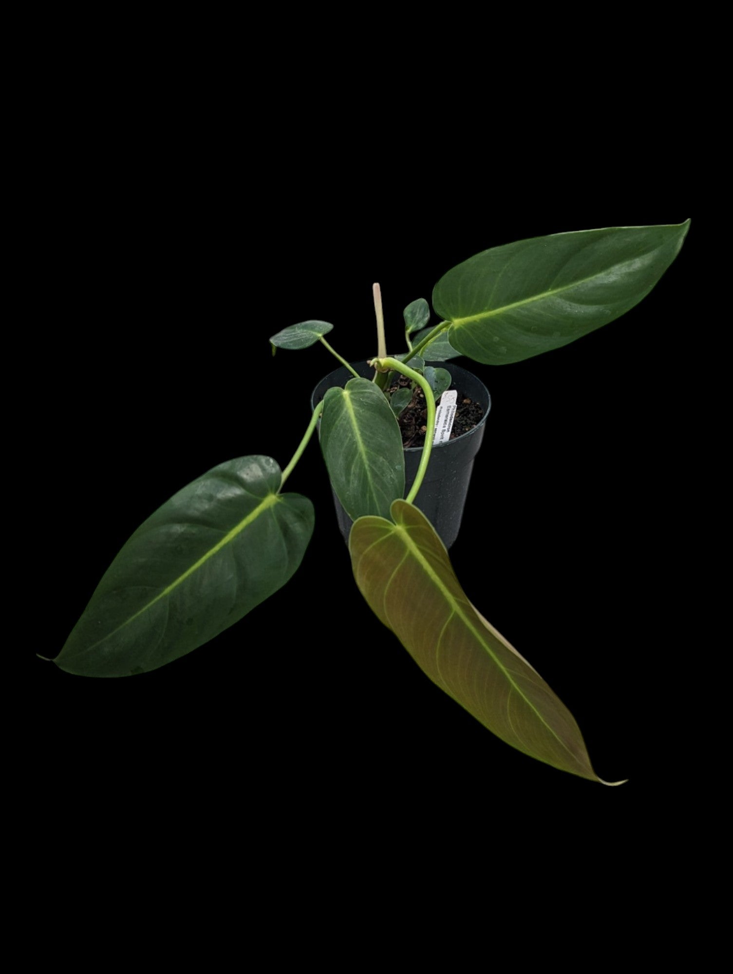 Philodendron Esmeralda esprit étroit