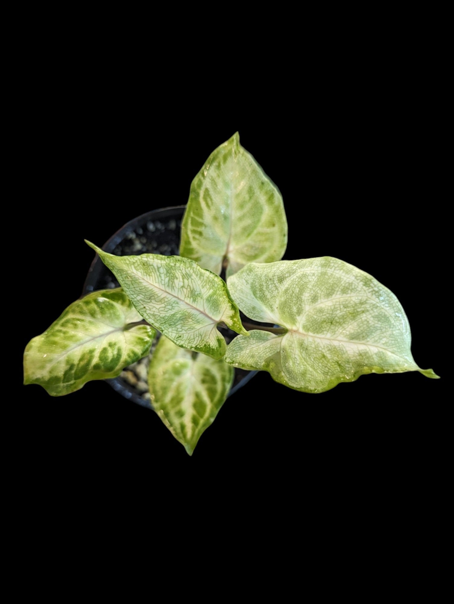 Assorted Syngonium - Minty Green