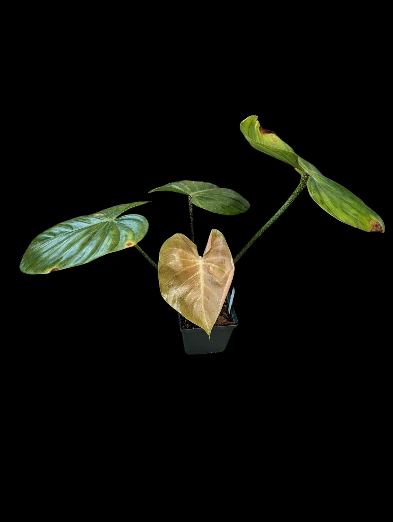 Philodendron nangaritense