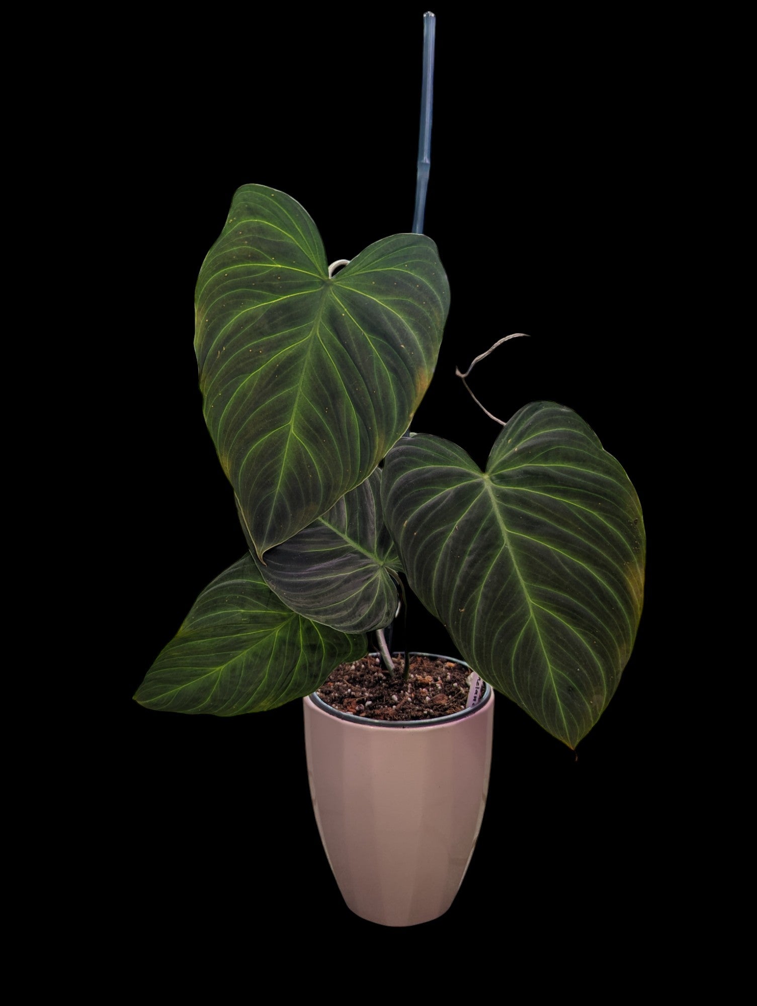 Philodendron Melanochrysum
