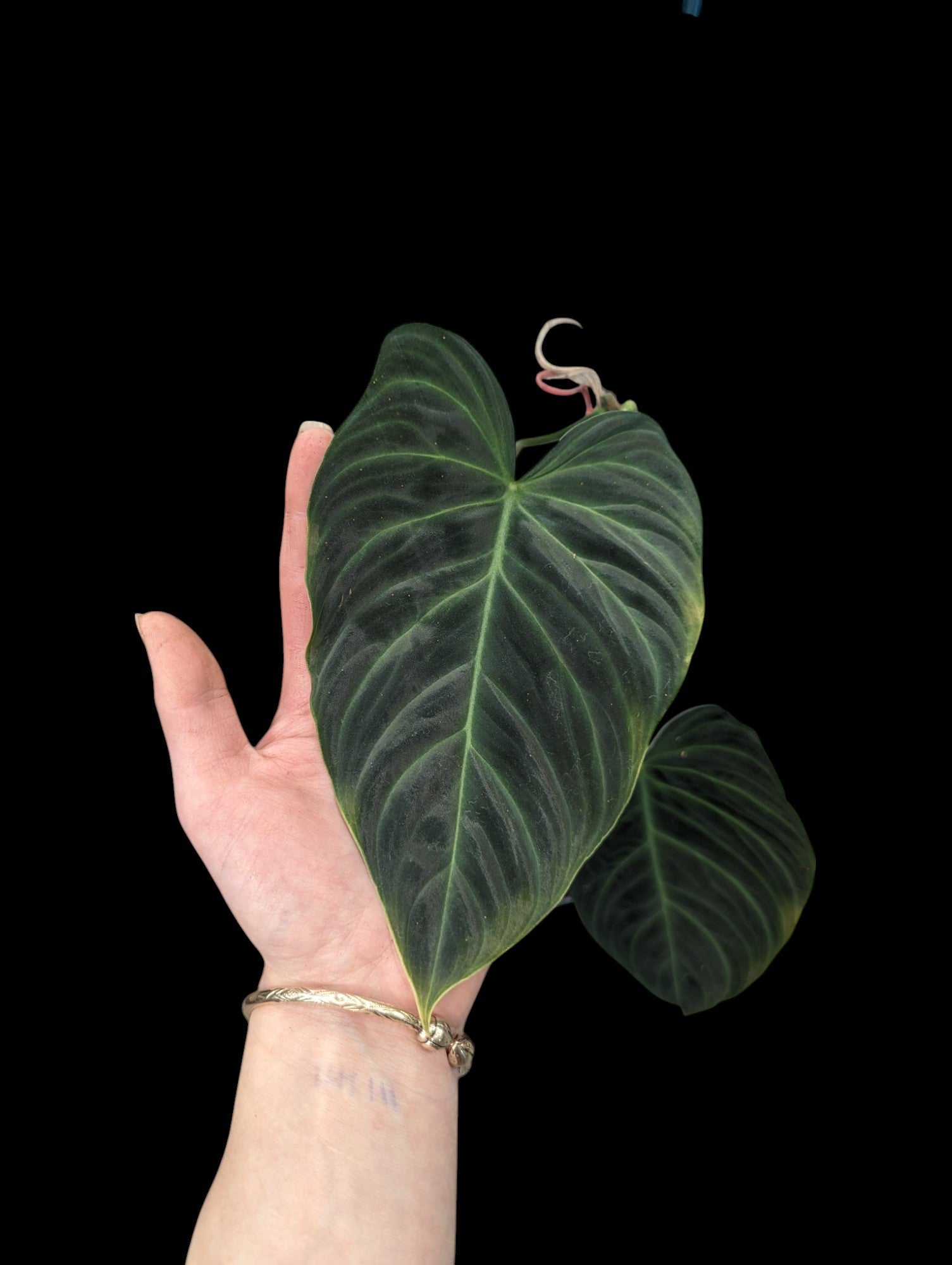 Philodendron Melanochrysum