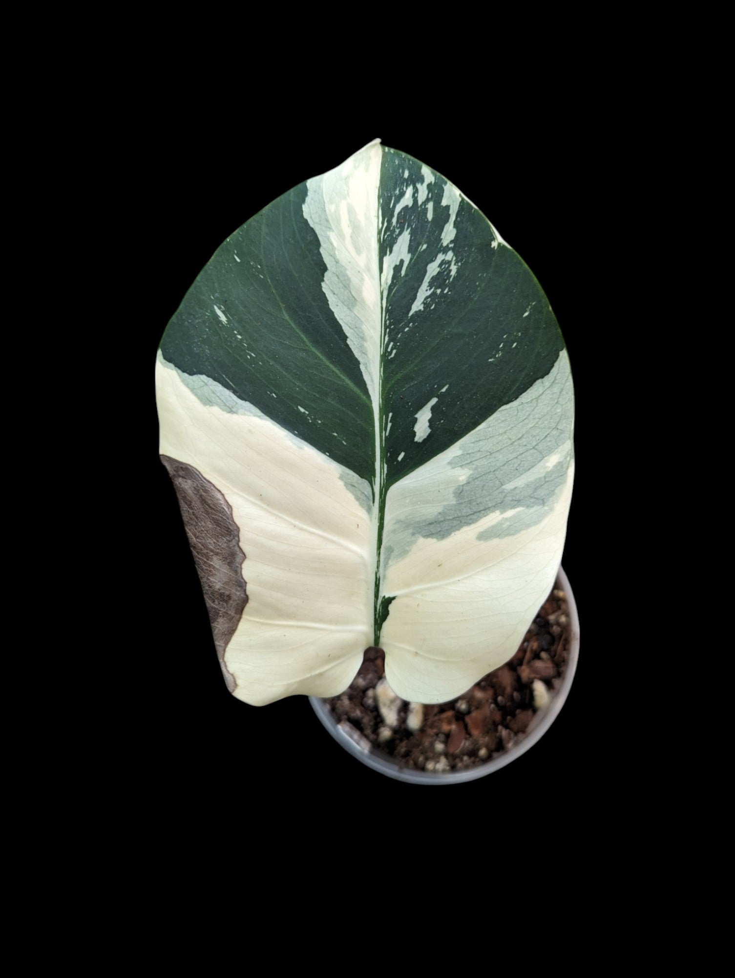 Monstera Deliciosa Menthe Panachée