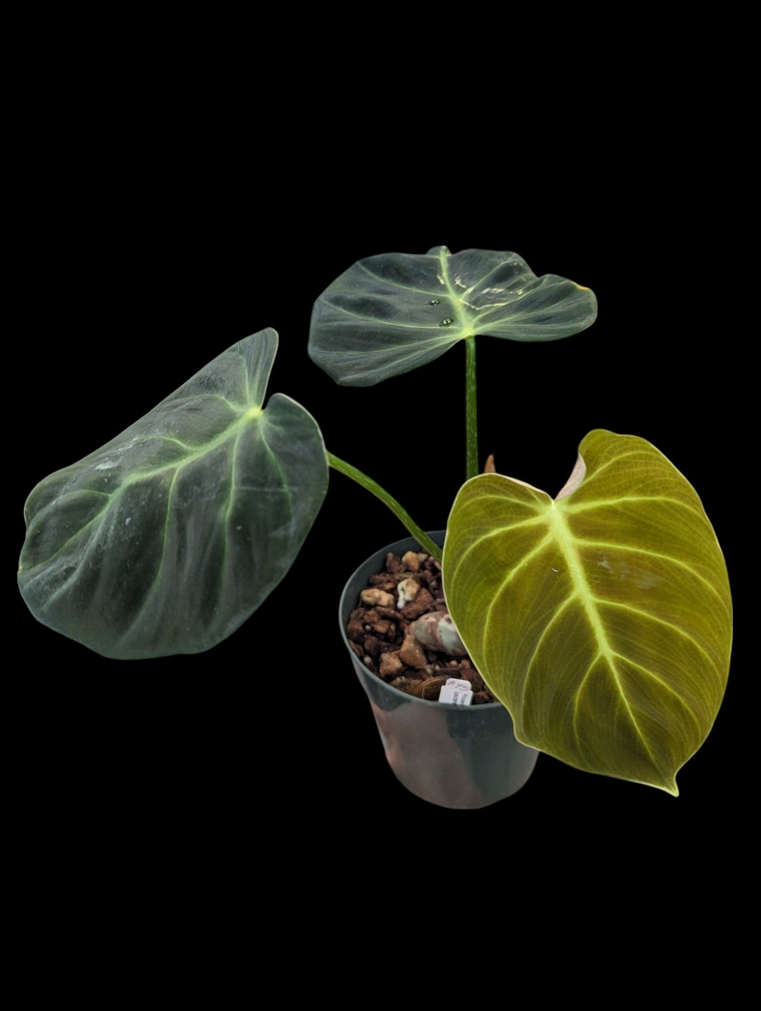 Philodendron luxurians