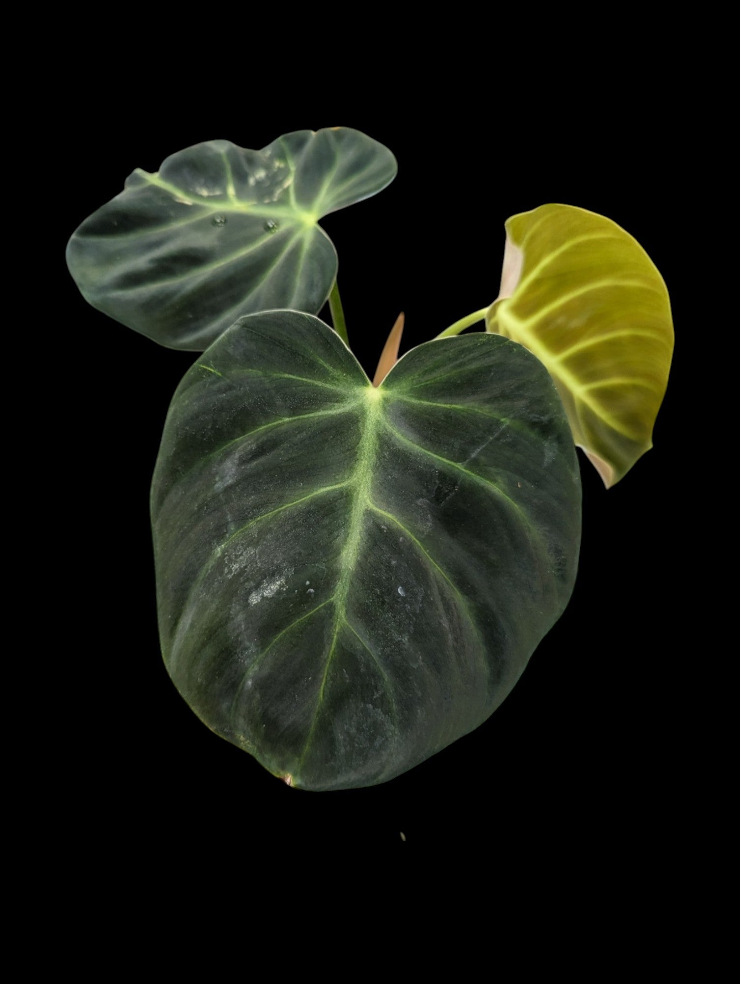 Philodendron luxurians