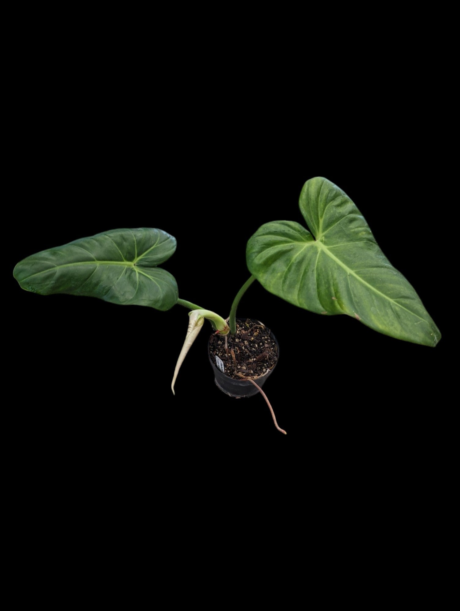 Philodendron Green Wonder