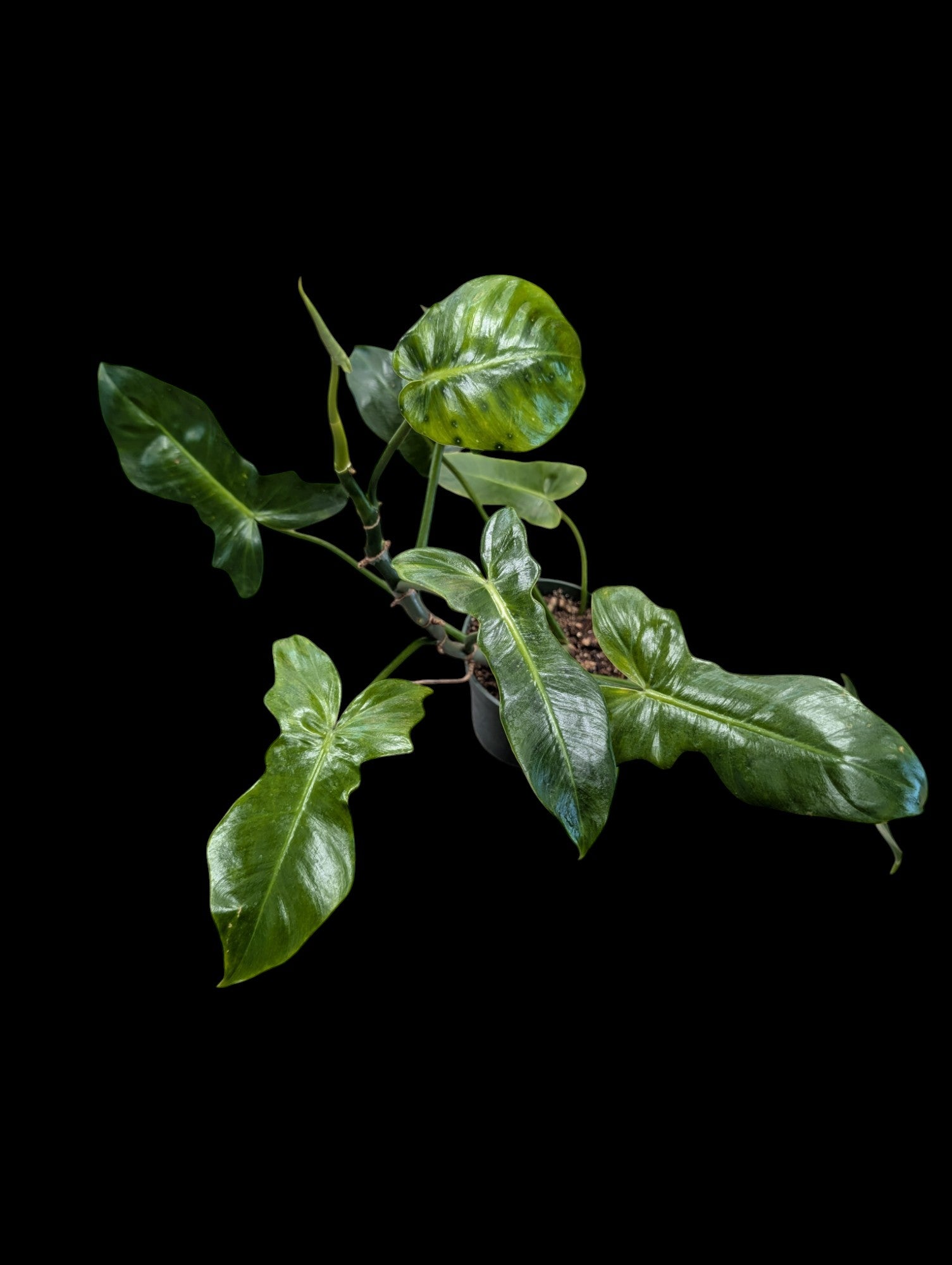 Philodendron Lime Fiddle