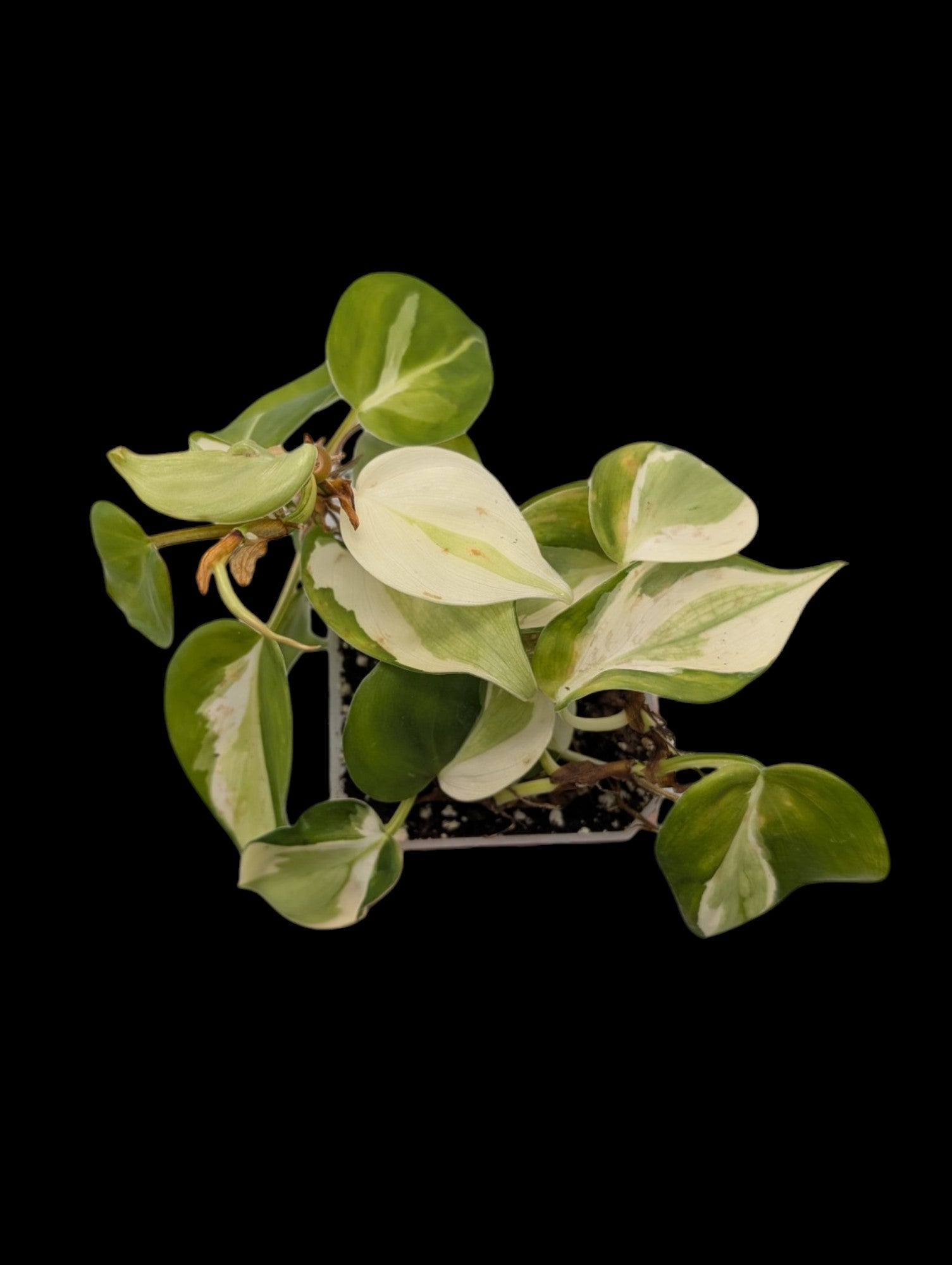 Philodendron Gabby
