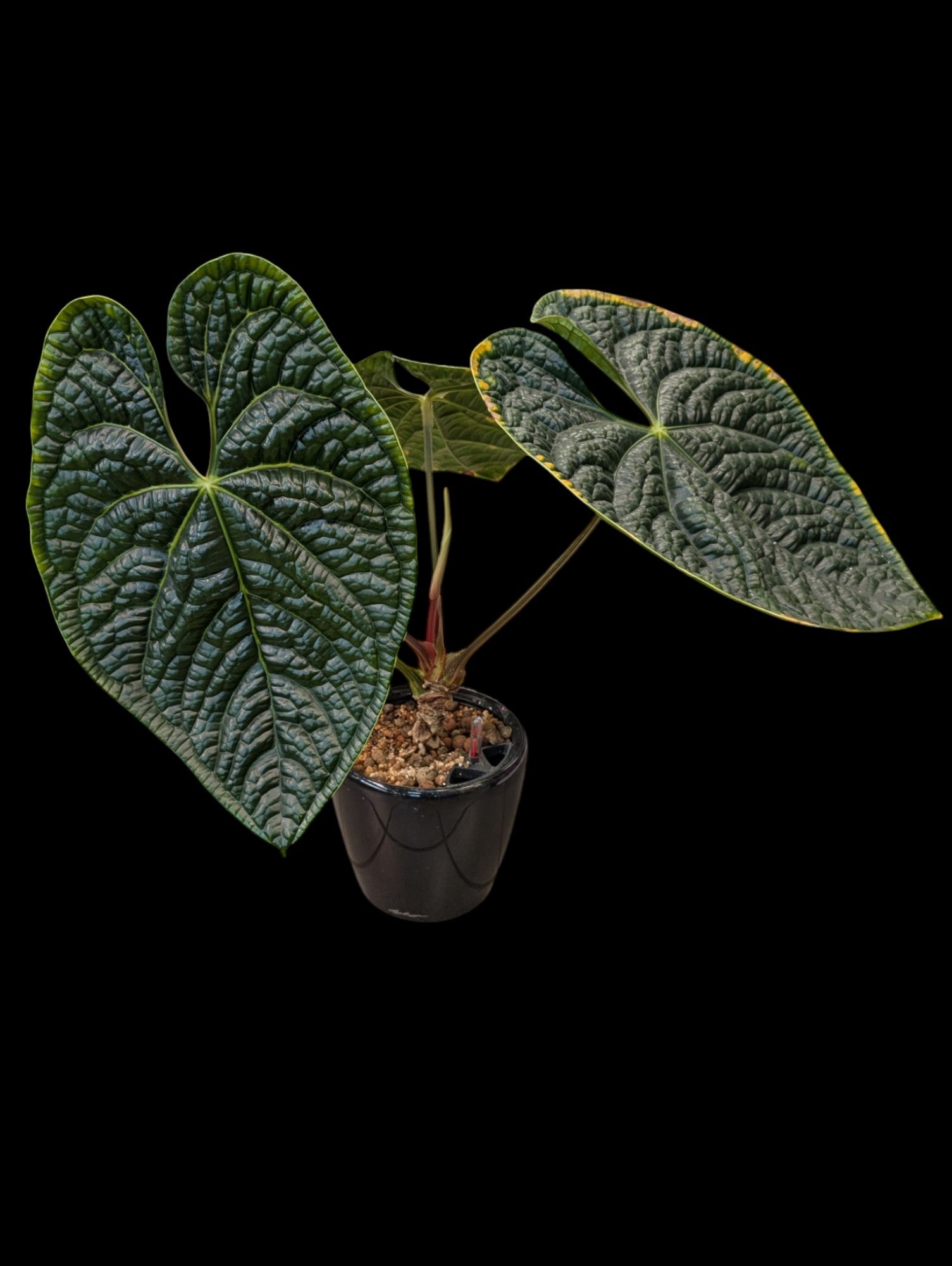 Anthurium Luxurians en pot Lechuza noir