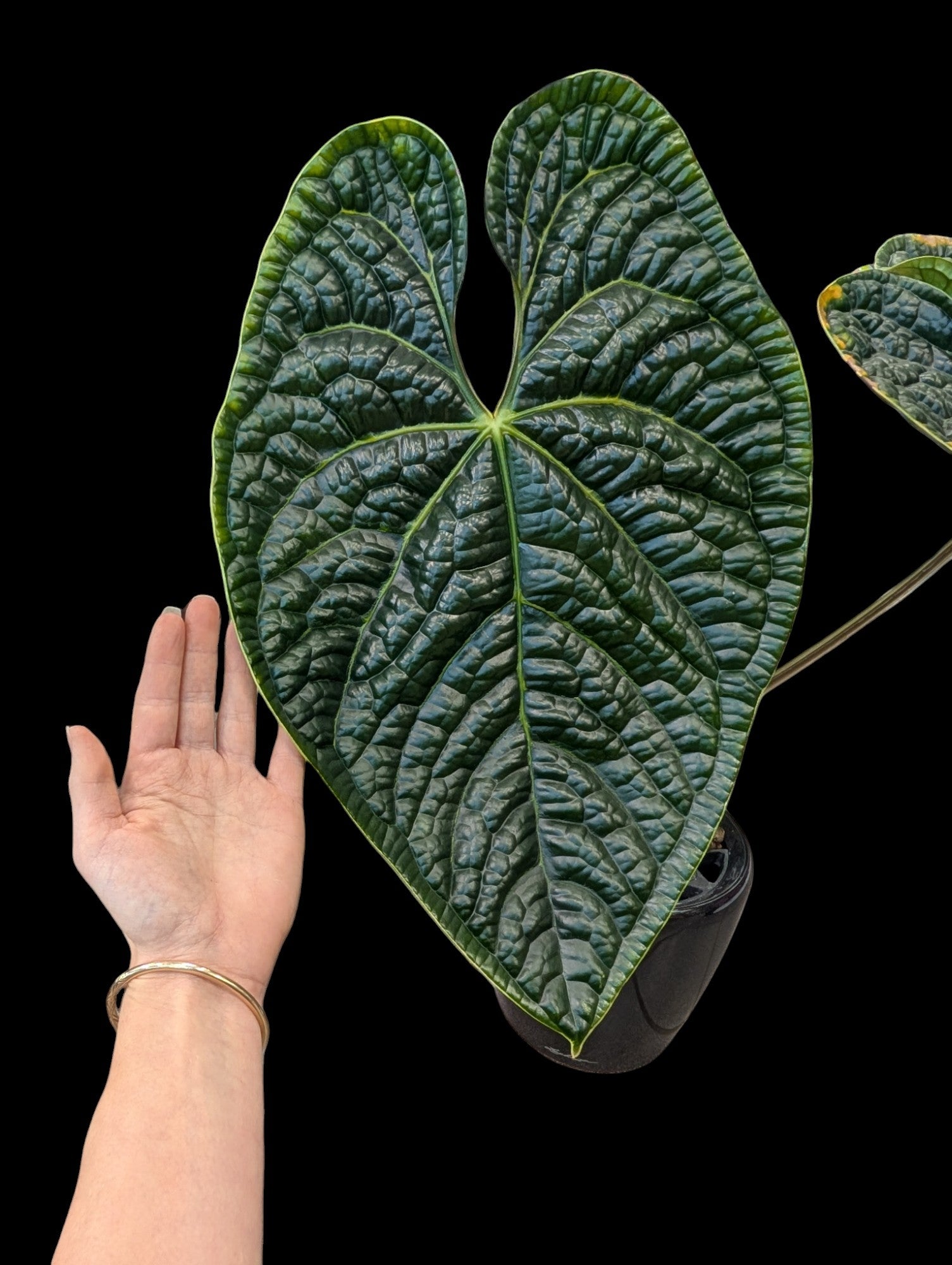 Anthurium Luxurians en pot Lechuza noir