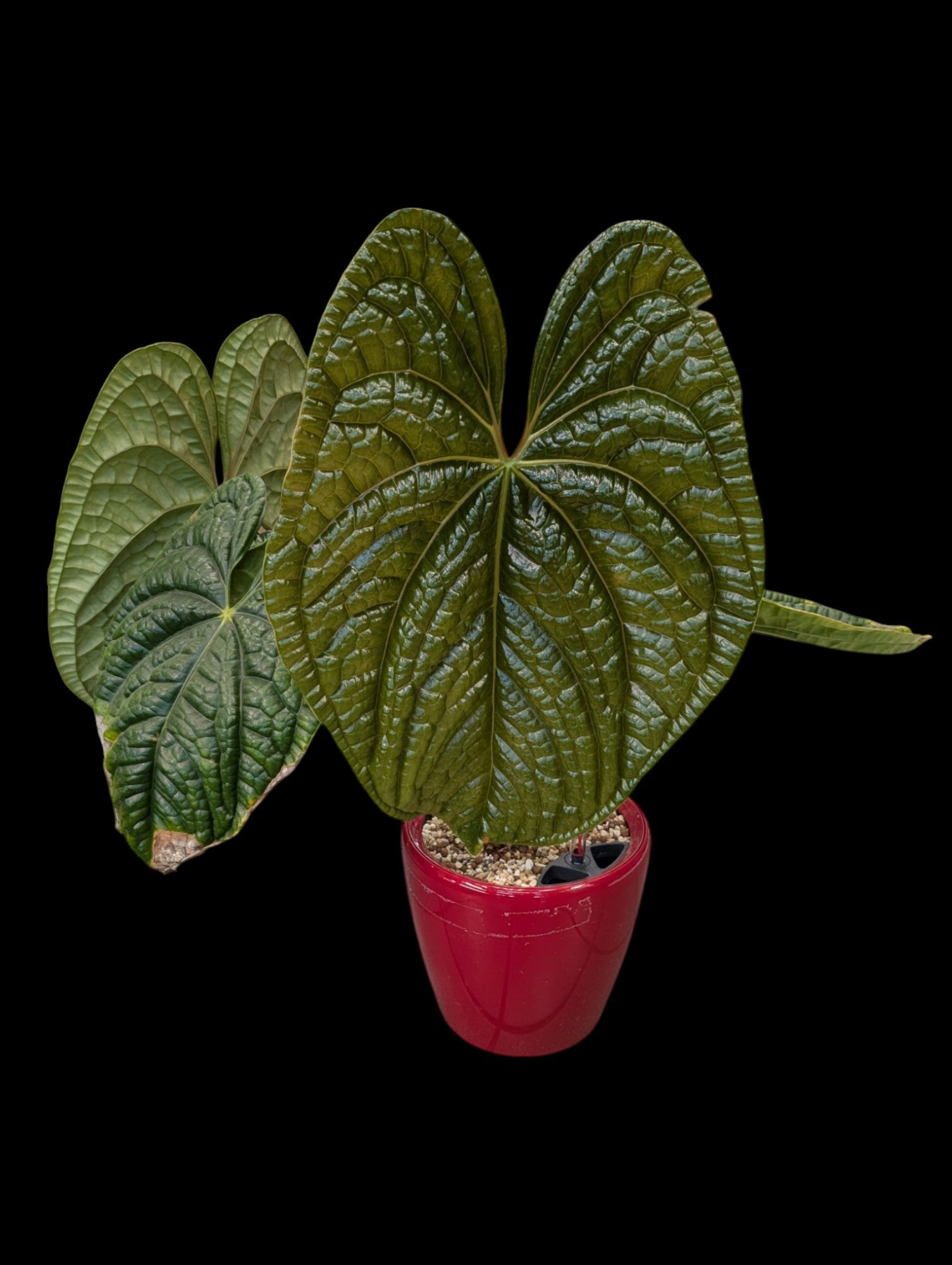 Anthurium Luxurians in red Lechuza pot