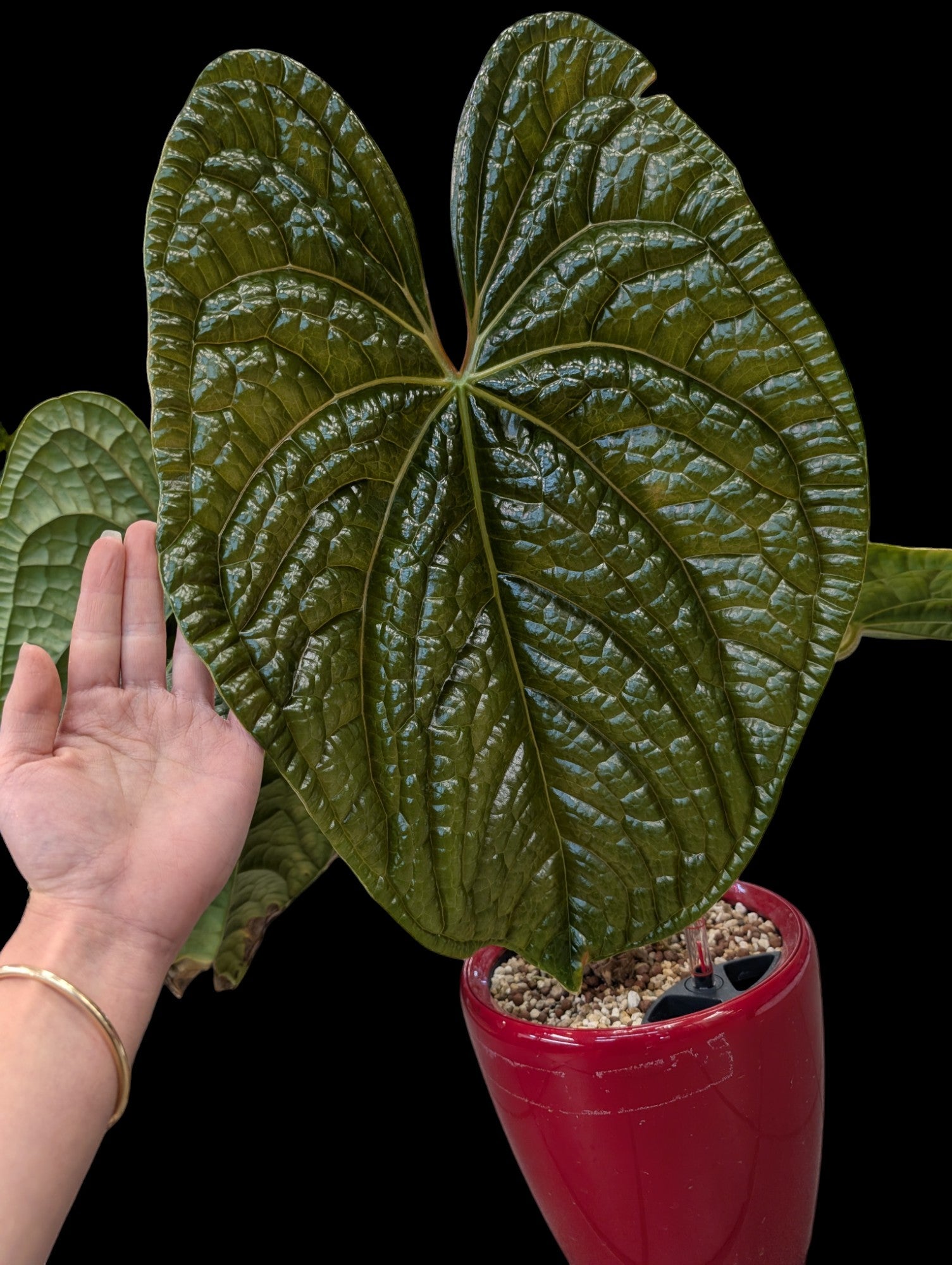 Anthurium Luxurians in red Lechuza pot