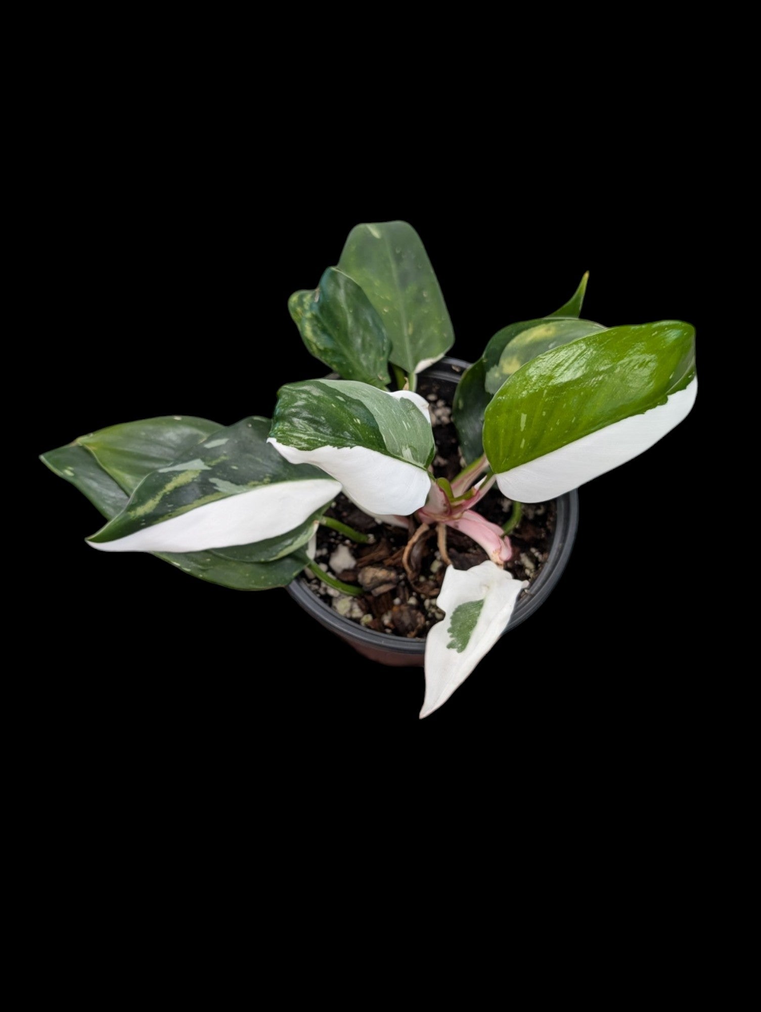 Philodendron White Princess