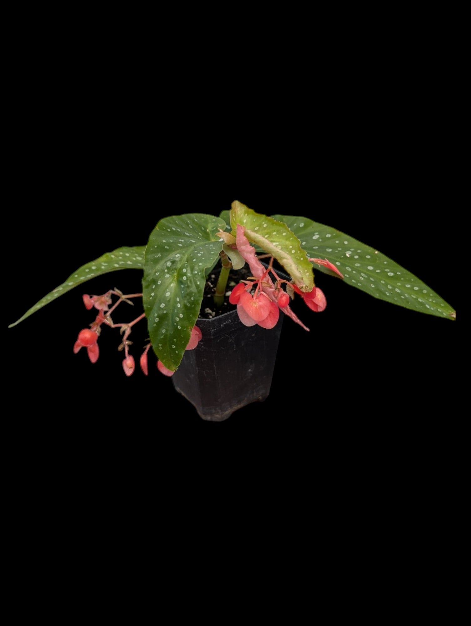 Begonia Tamaya Pink Pergola