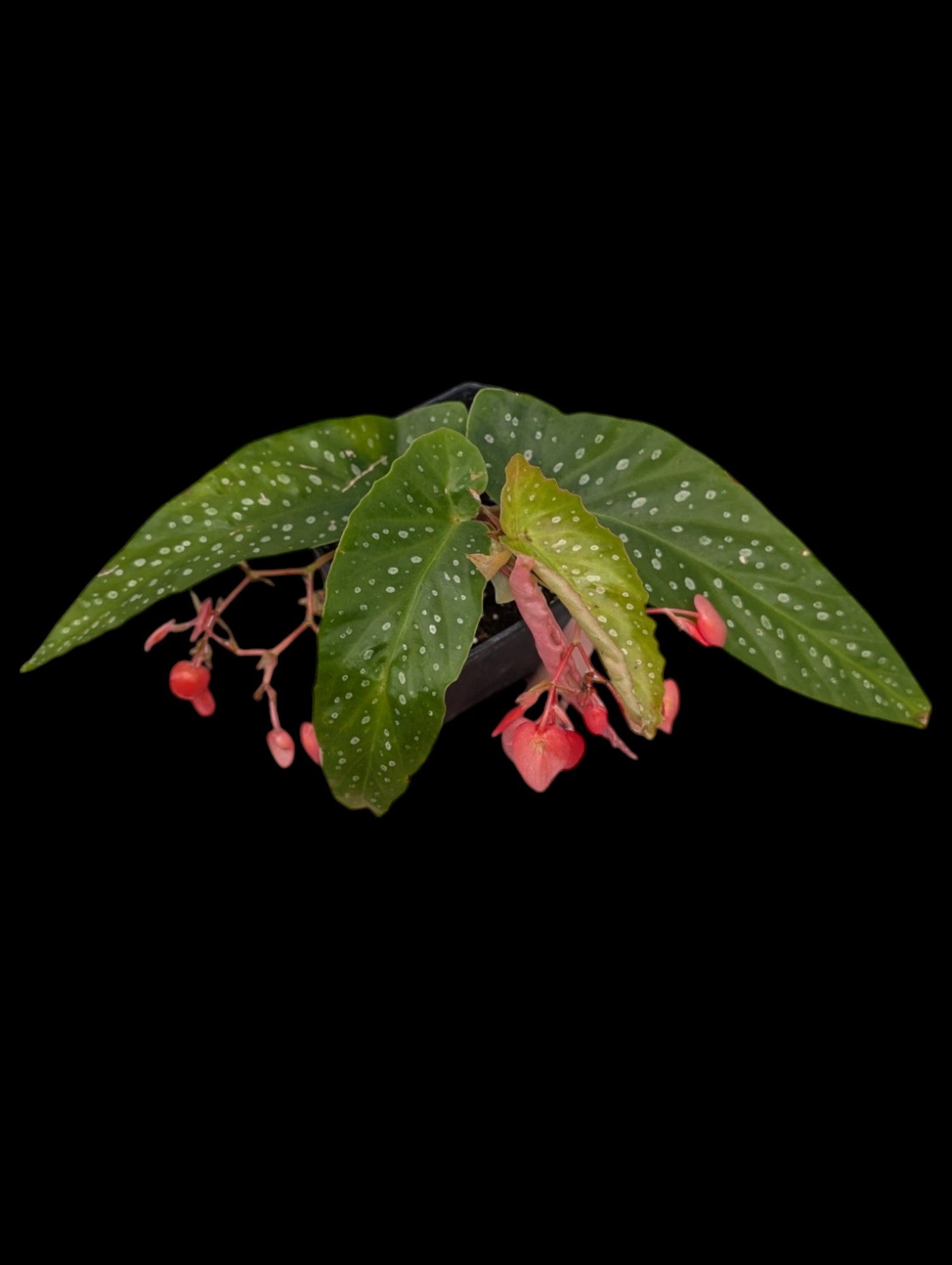 Begonia Tamaya Pink Pergola