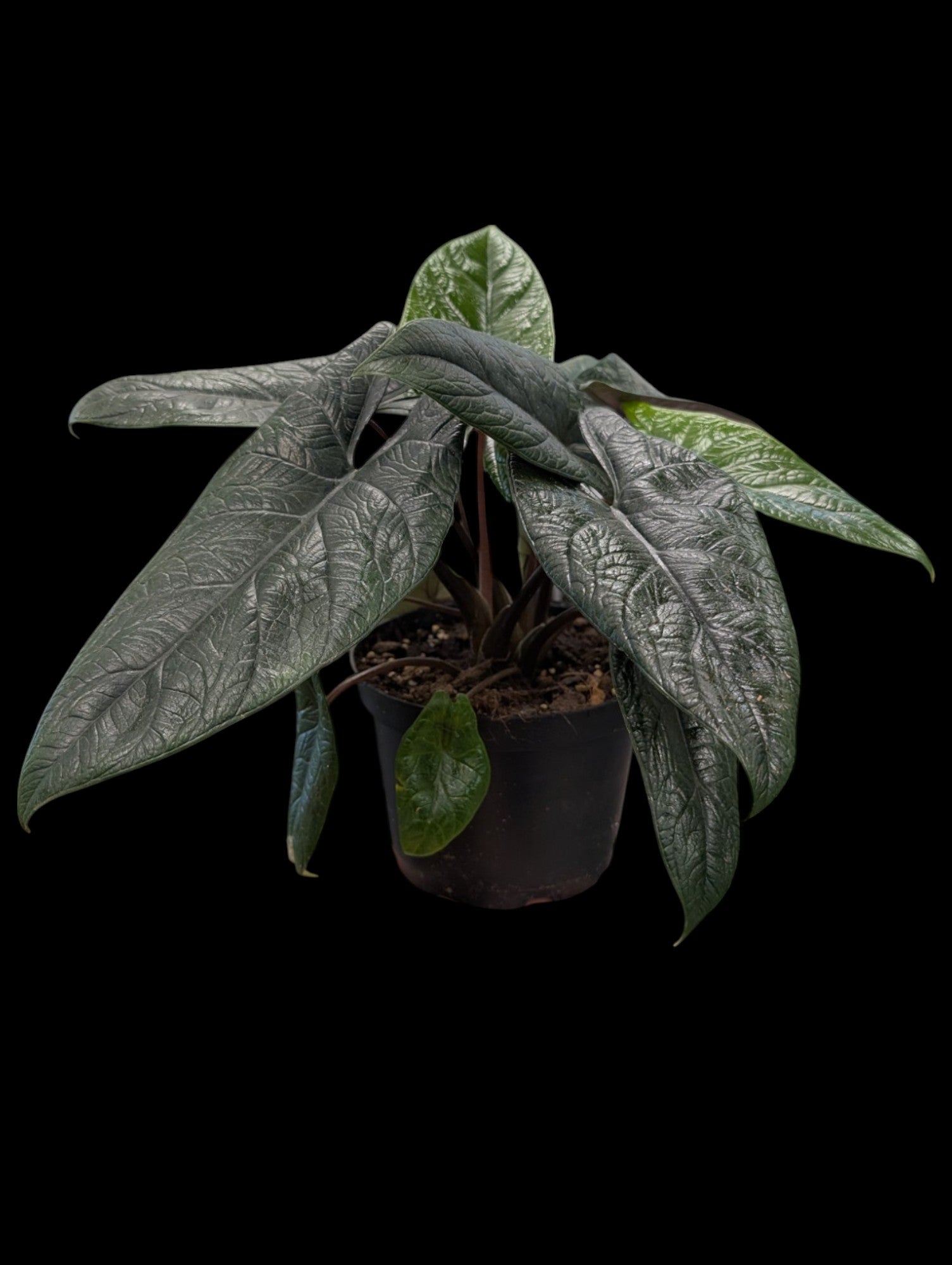 Alocasia scalprum
