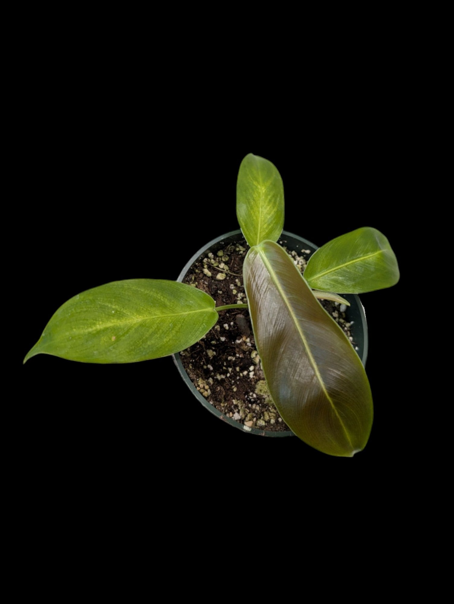 Philodendron patriciae