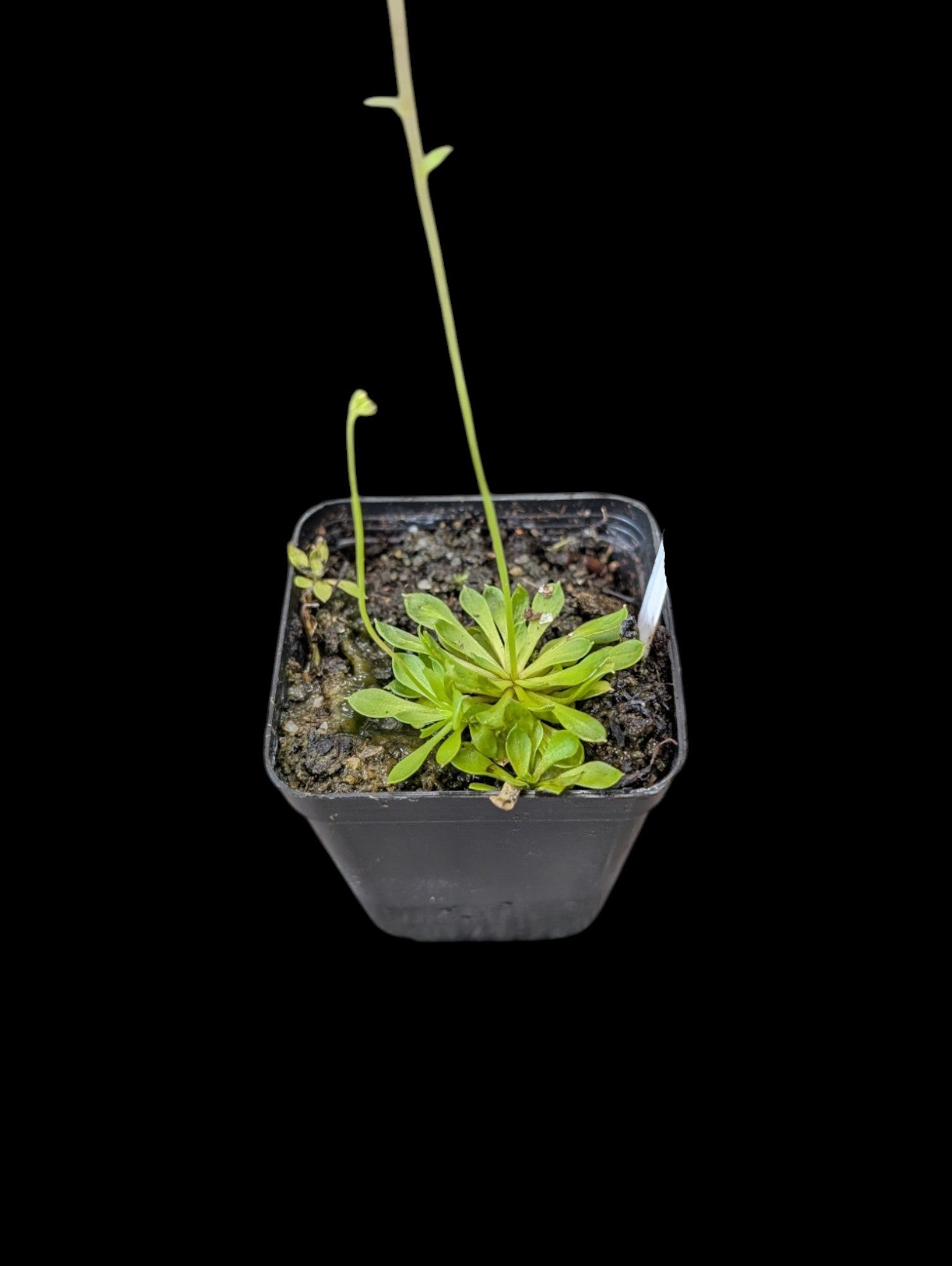 Plante de déclenchement