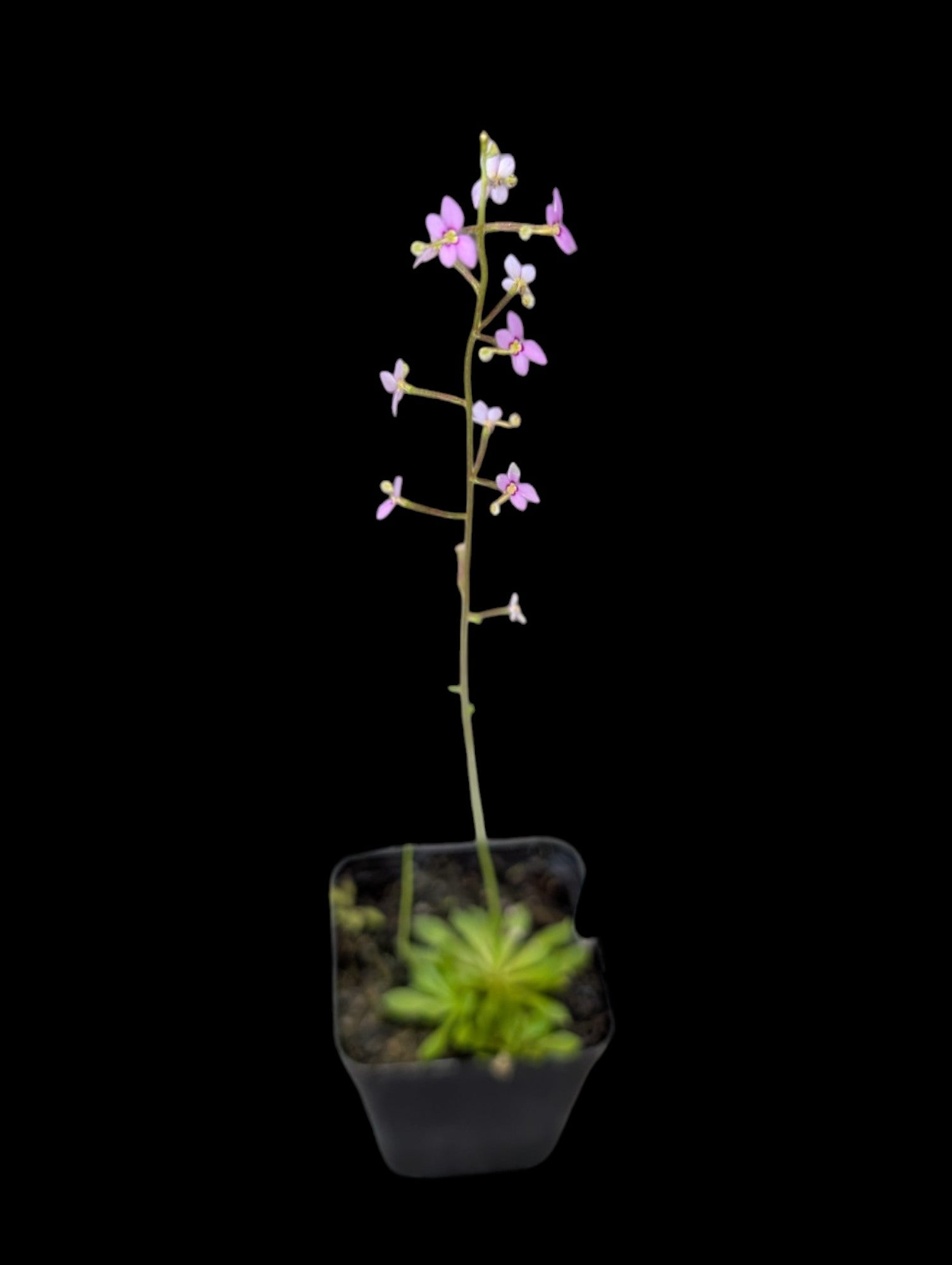 Plante de déclenchement