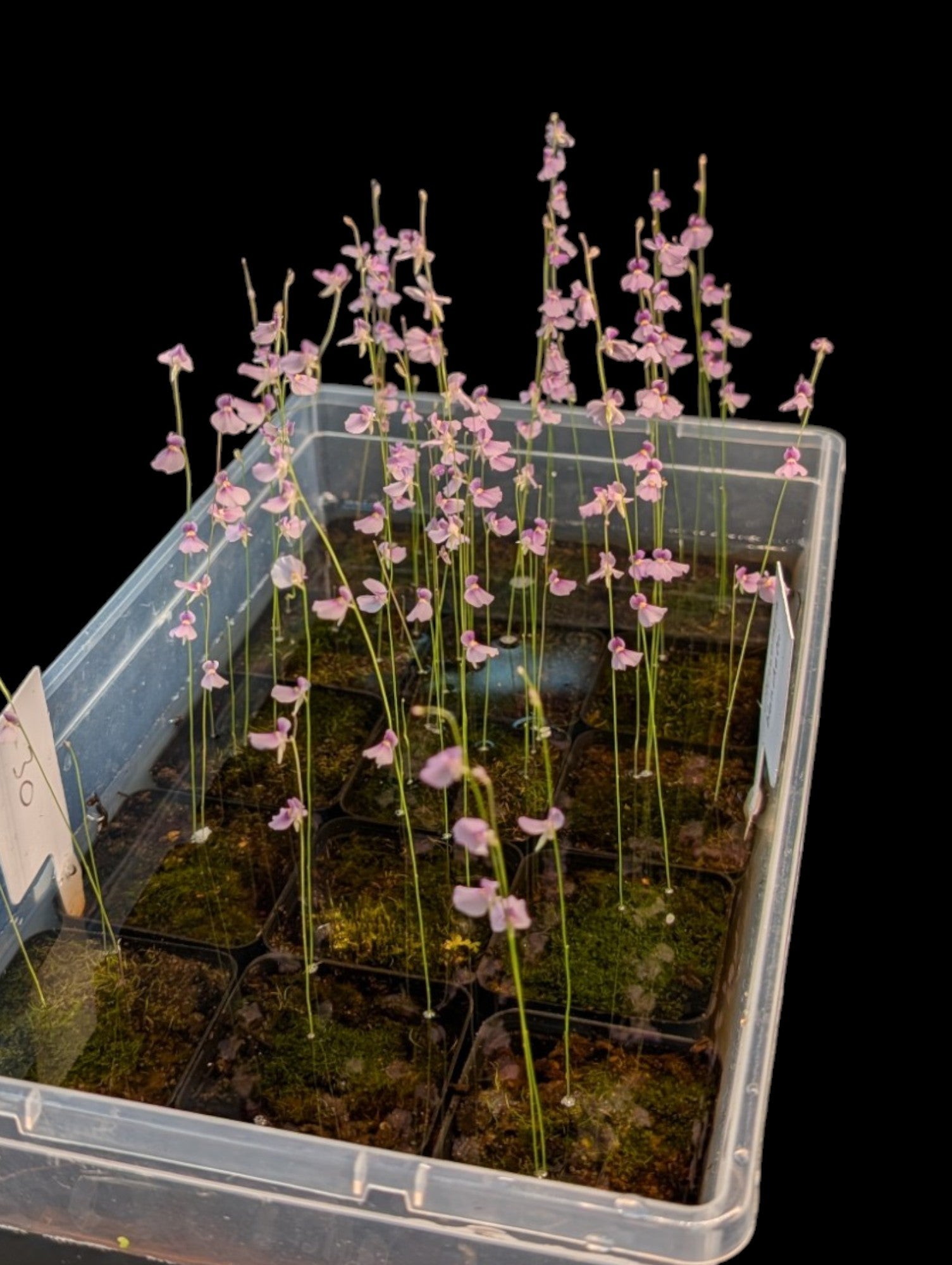 Utricularia blanchetii