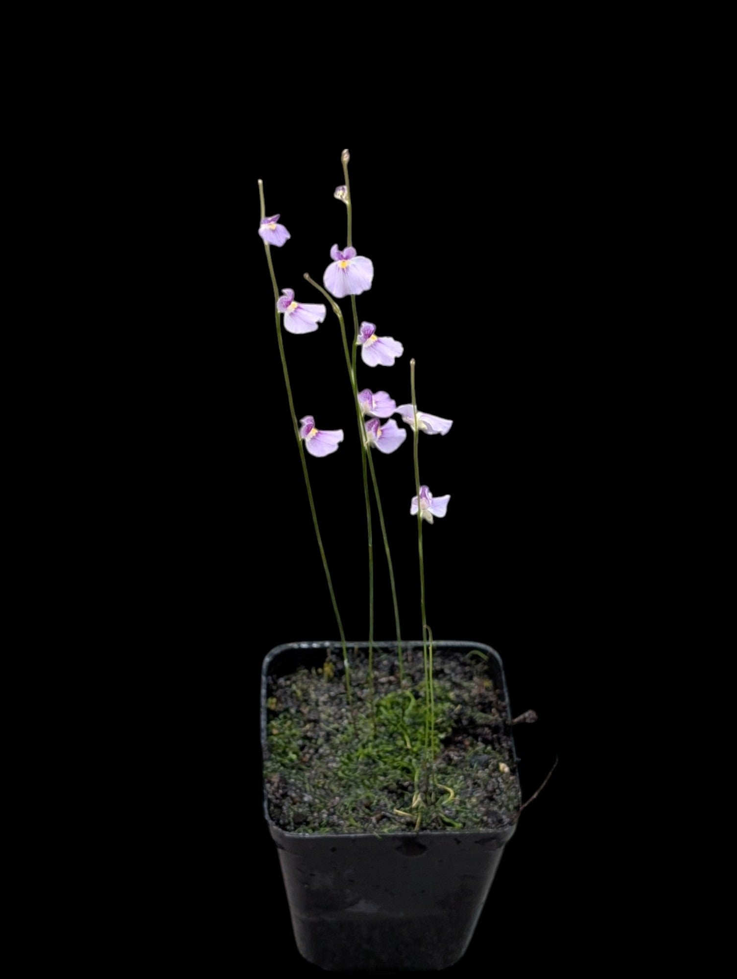 Utricularia blanchetii