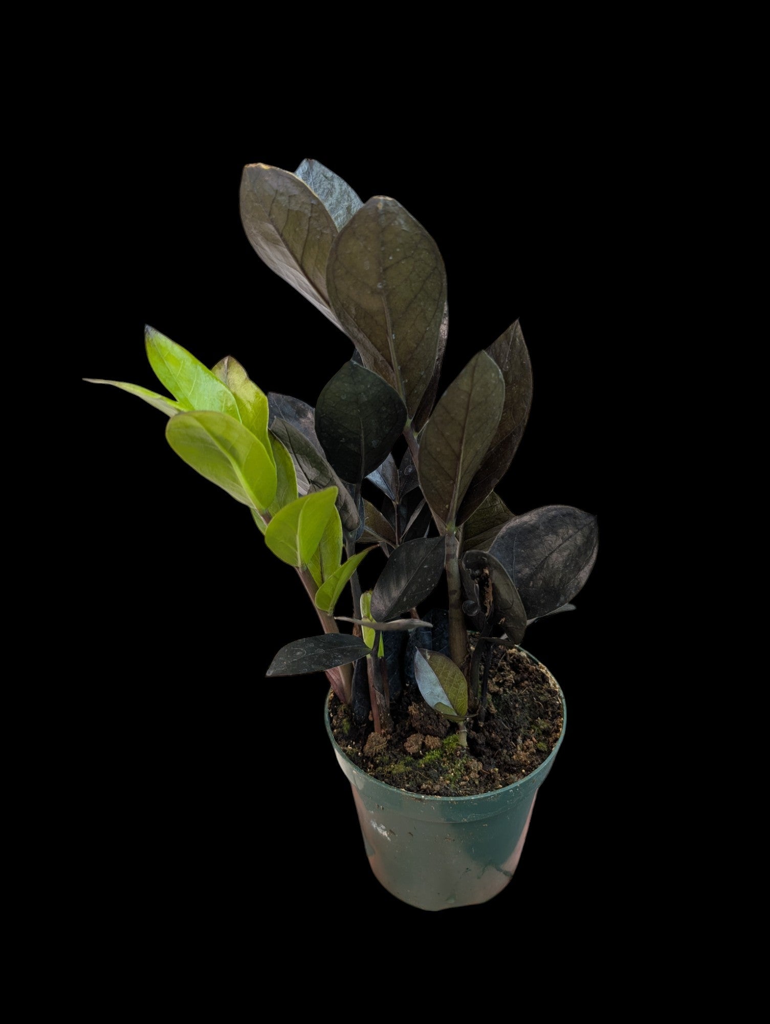 ZZ Plant 'Oscuro Black'