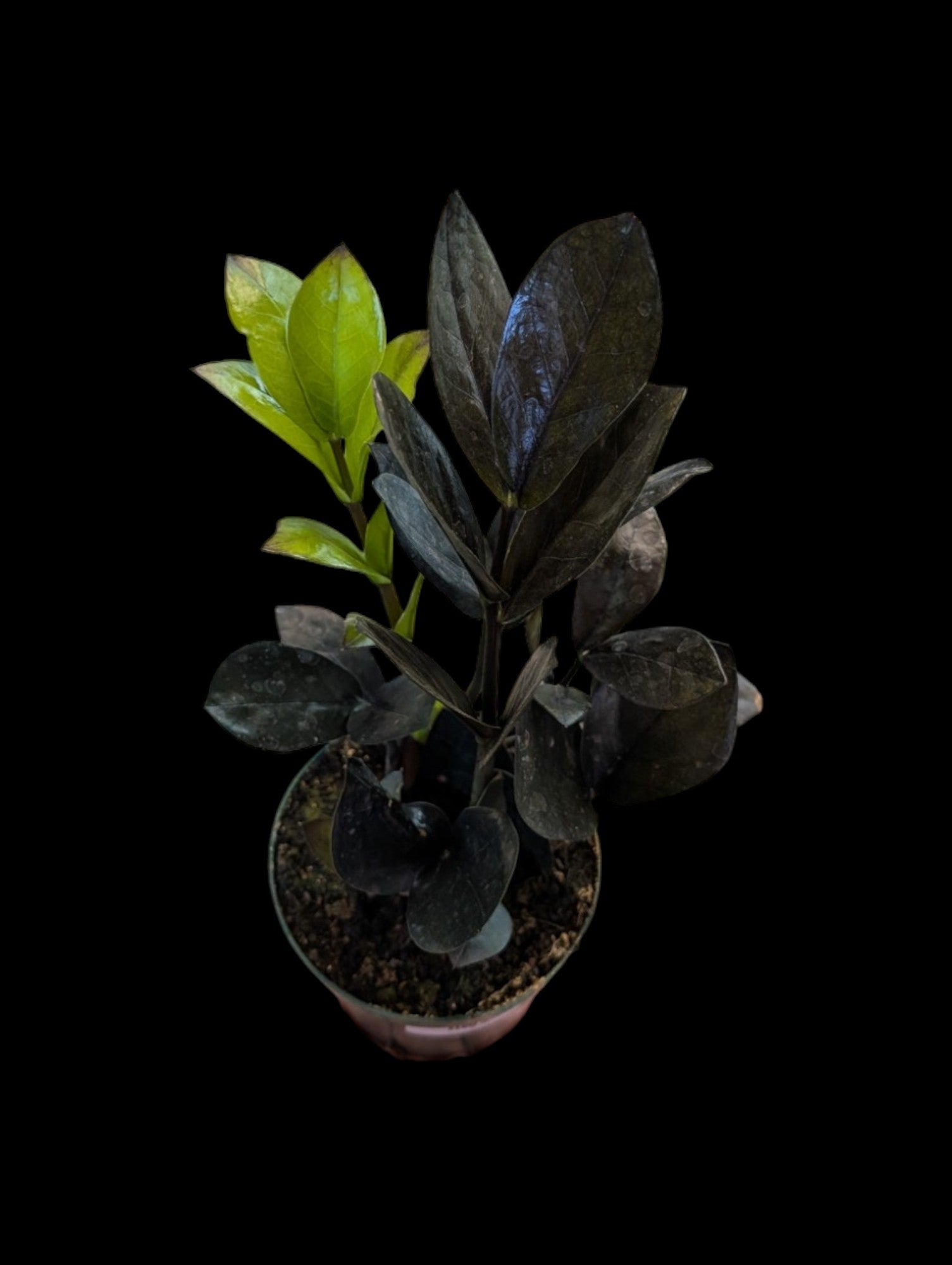 black zz plant canada ZZ Plant 'Oscuro Black'