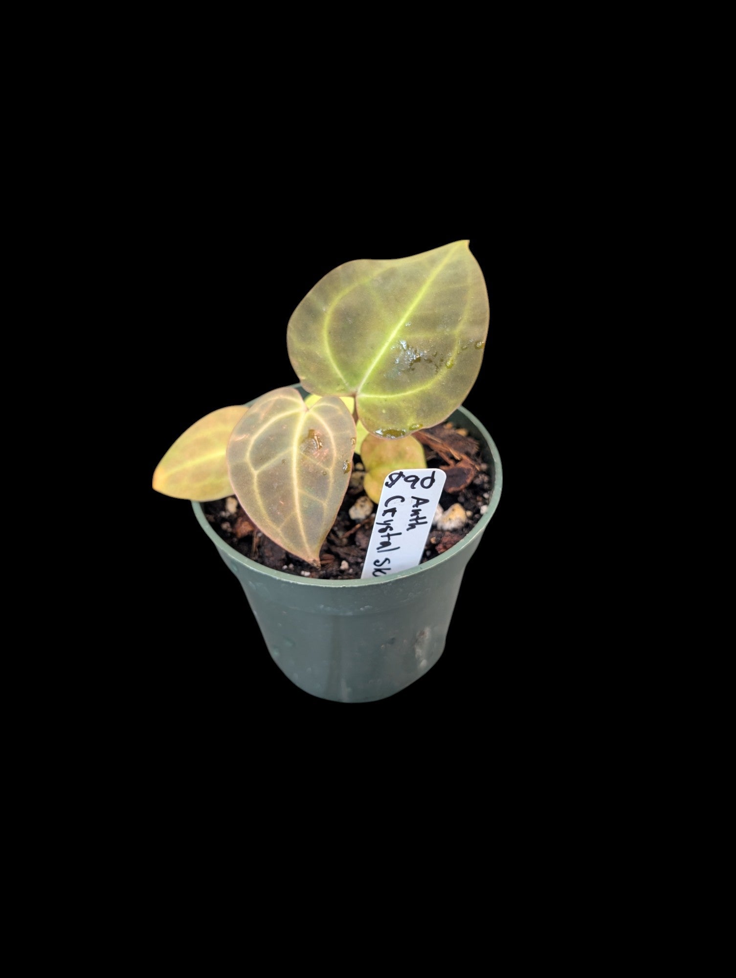 Anthurium Crystal Sky