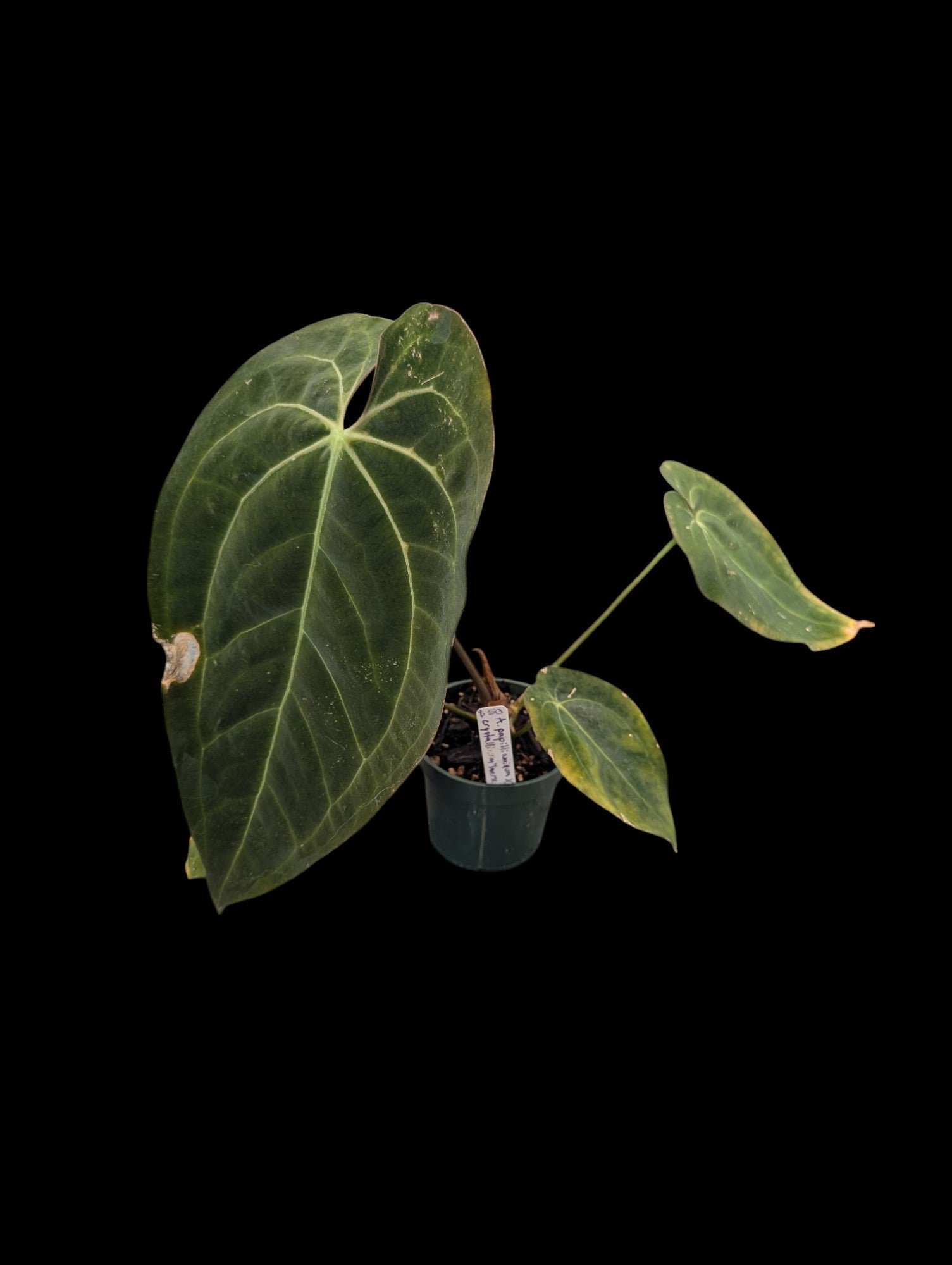 Anthurium papillilaminum x crystallinum 'Inverse Crossing'