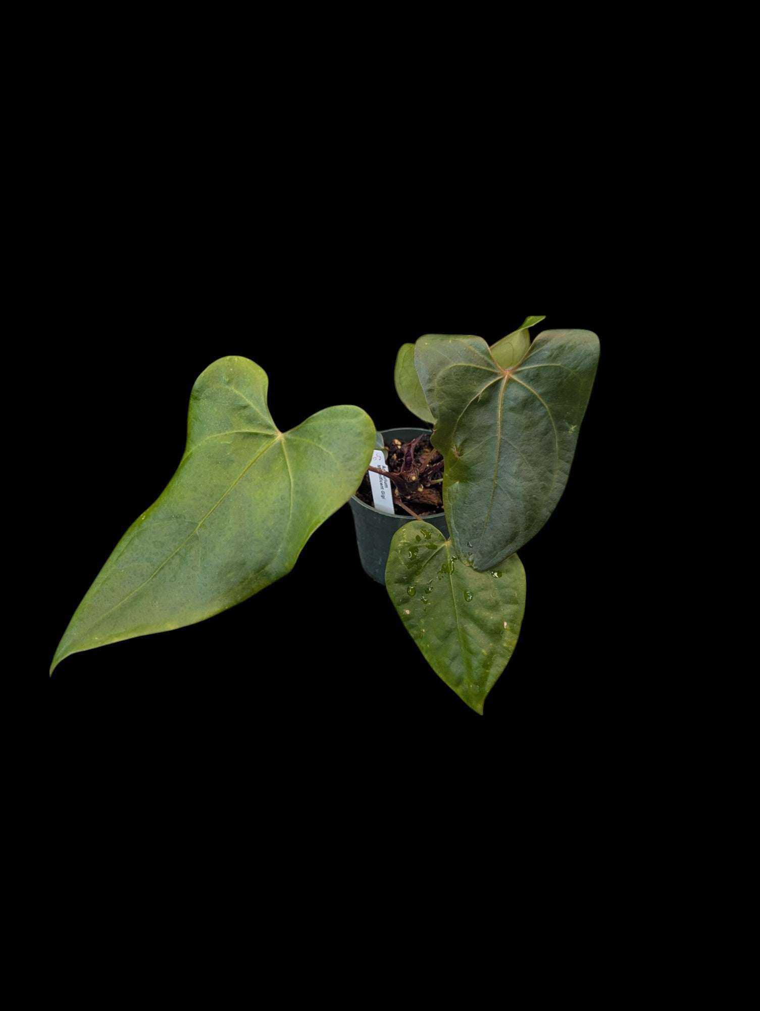 Anthurium Magnificent Gigi