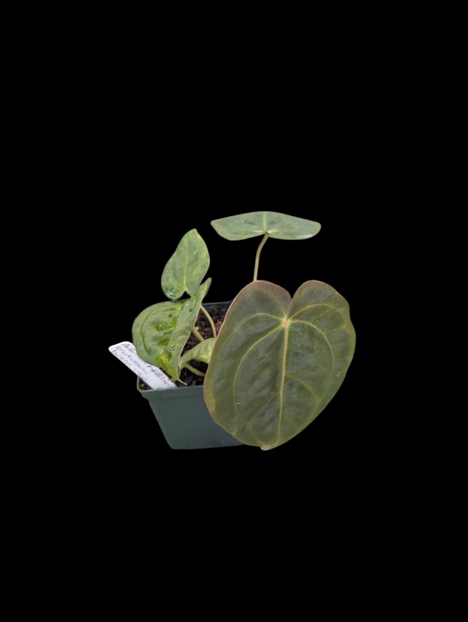 Anthurium papillilaminum x crystallinum 'Inverse Crossing'