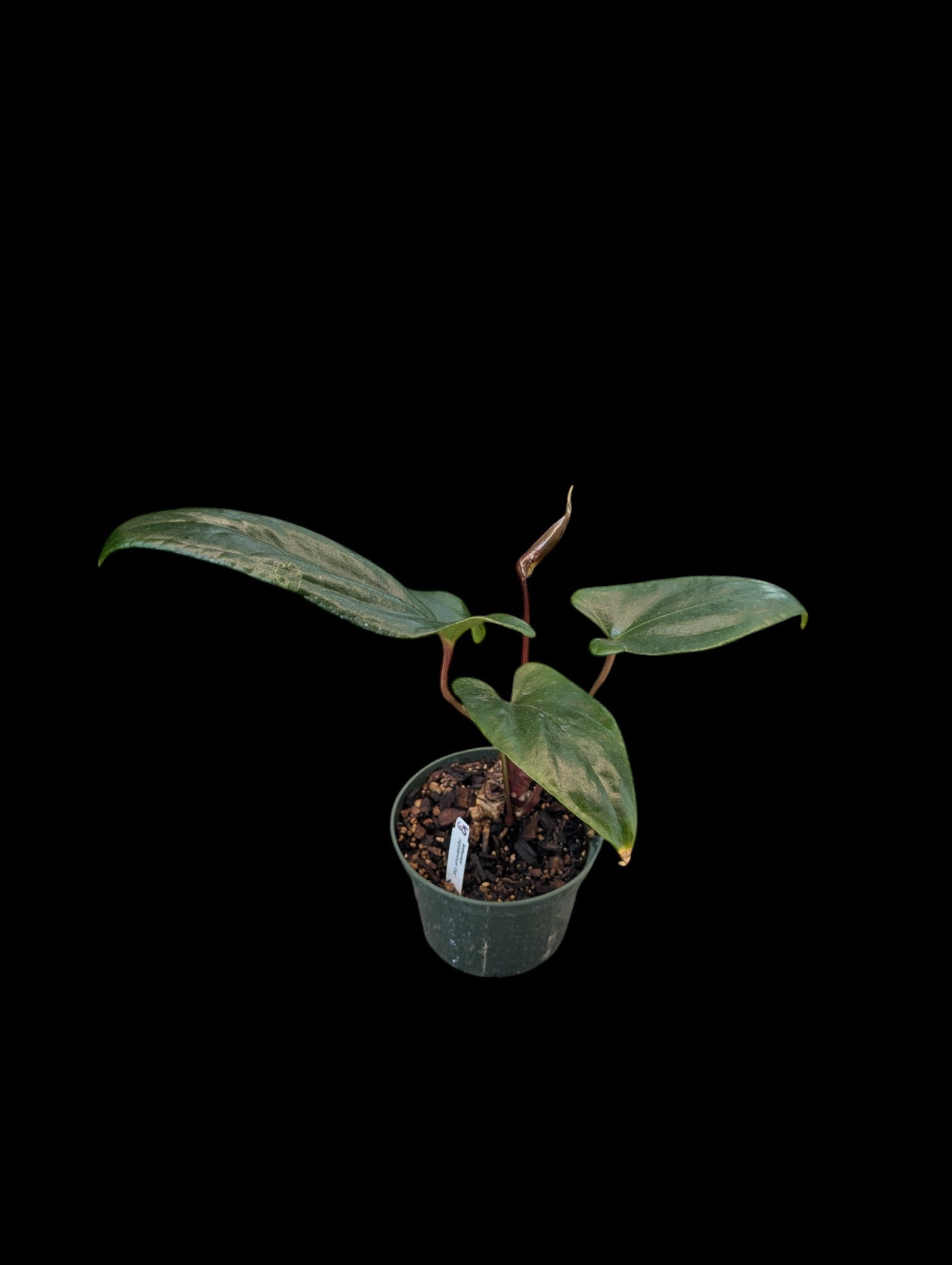 Anthurium nigrolaminum 'Gigi'