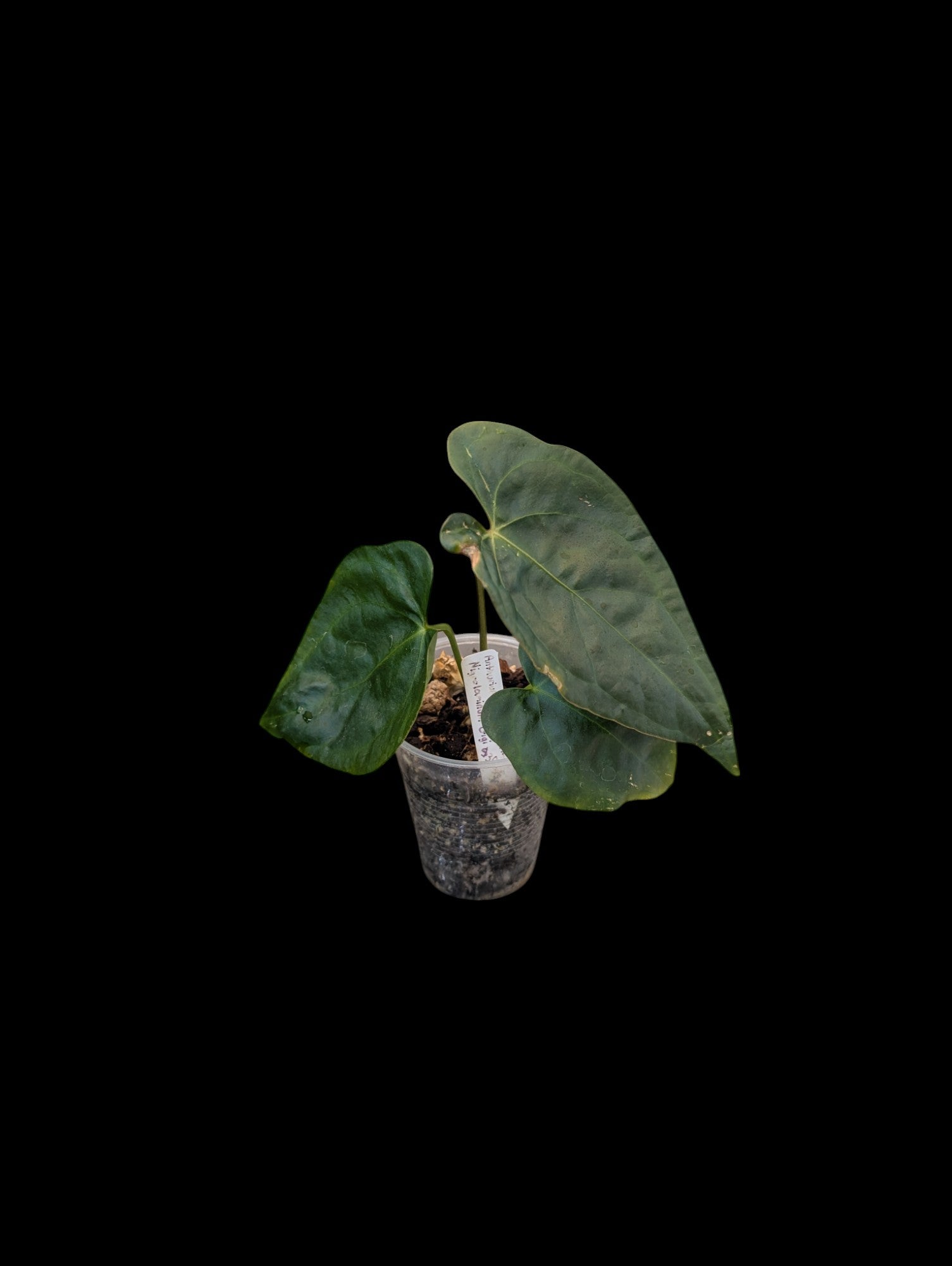 Anthurium crystallinum x nigrolaminum 'Gigi'