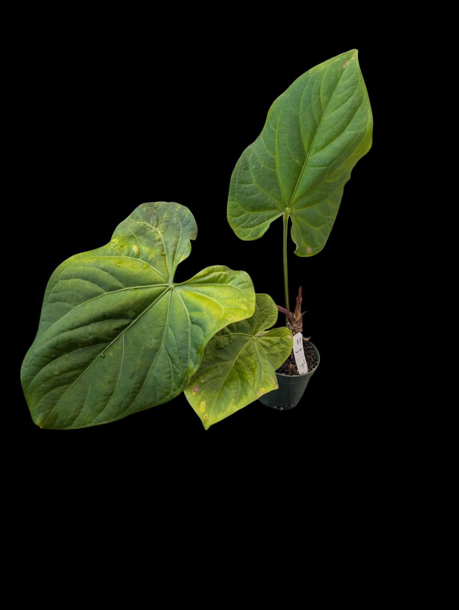 Anthurium sagittatum