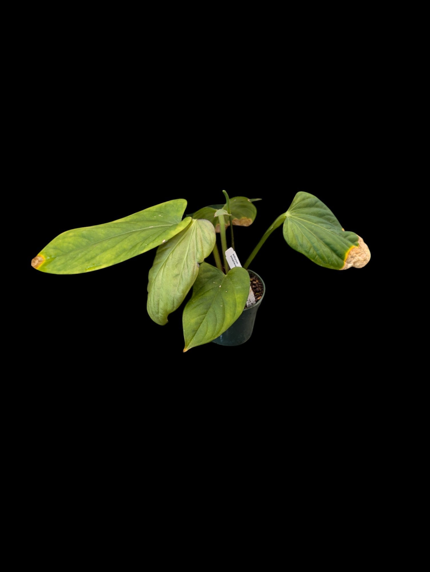 Anthurium pulcachense
