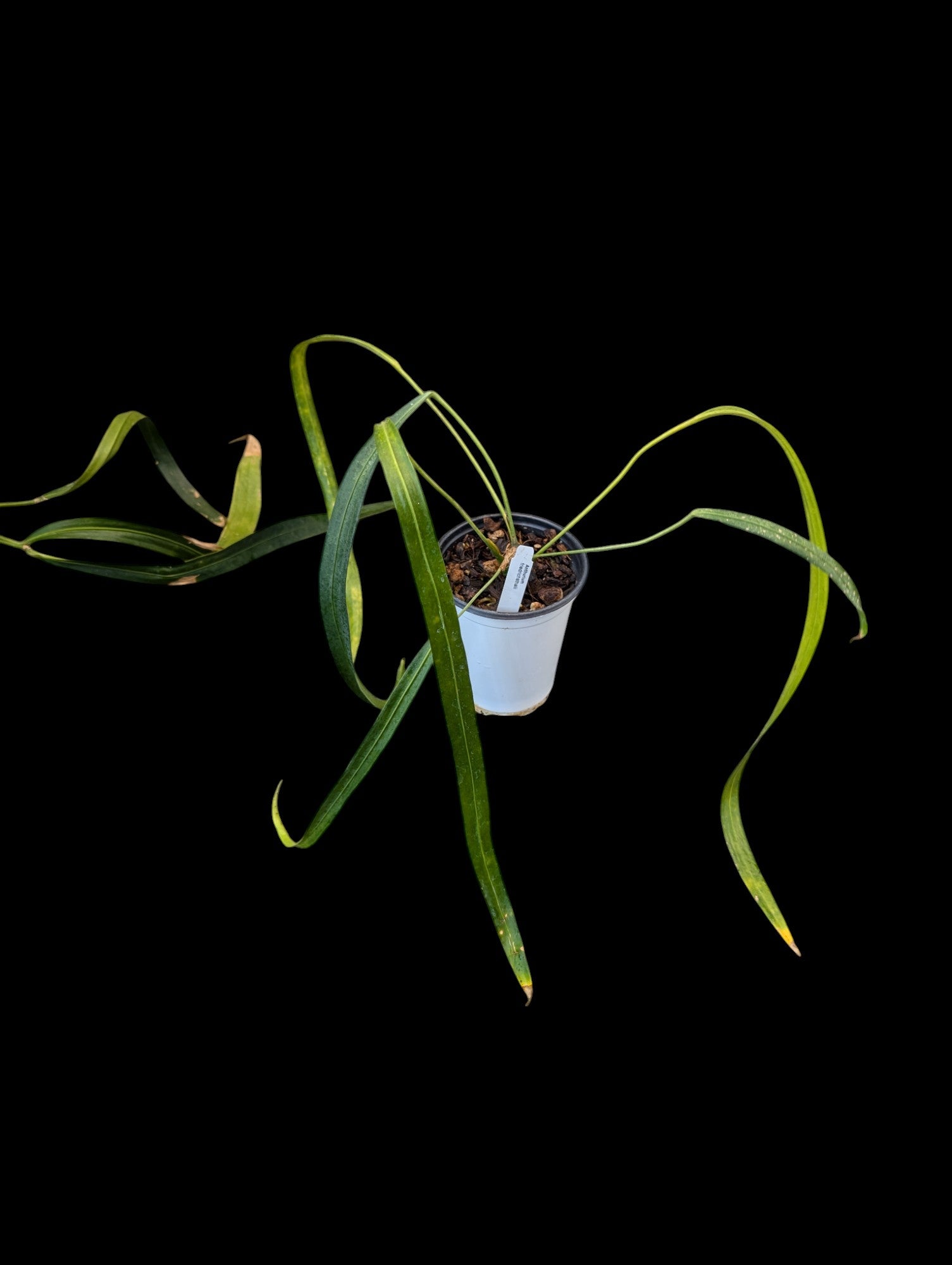 anthurium friedrichsthalii Anthurium friedrichsthalii